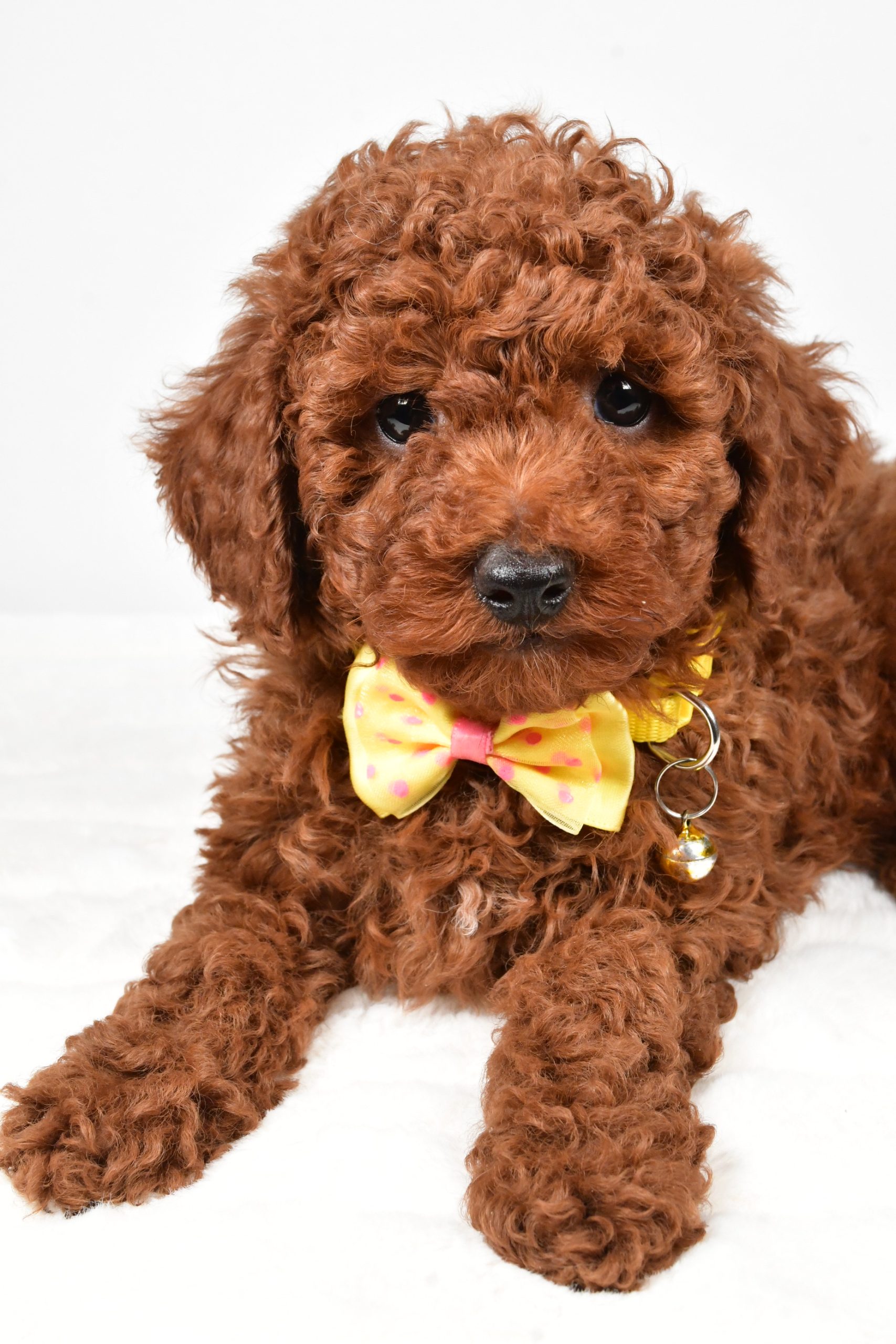 Mr. Chestnut The Miniature Poodle - Image 4
