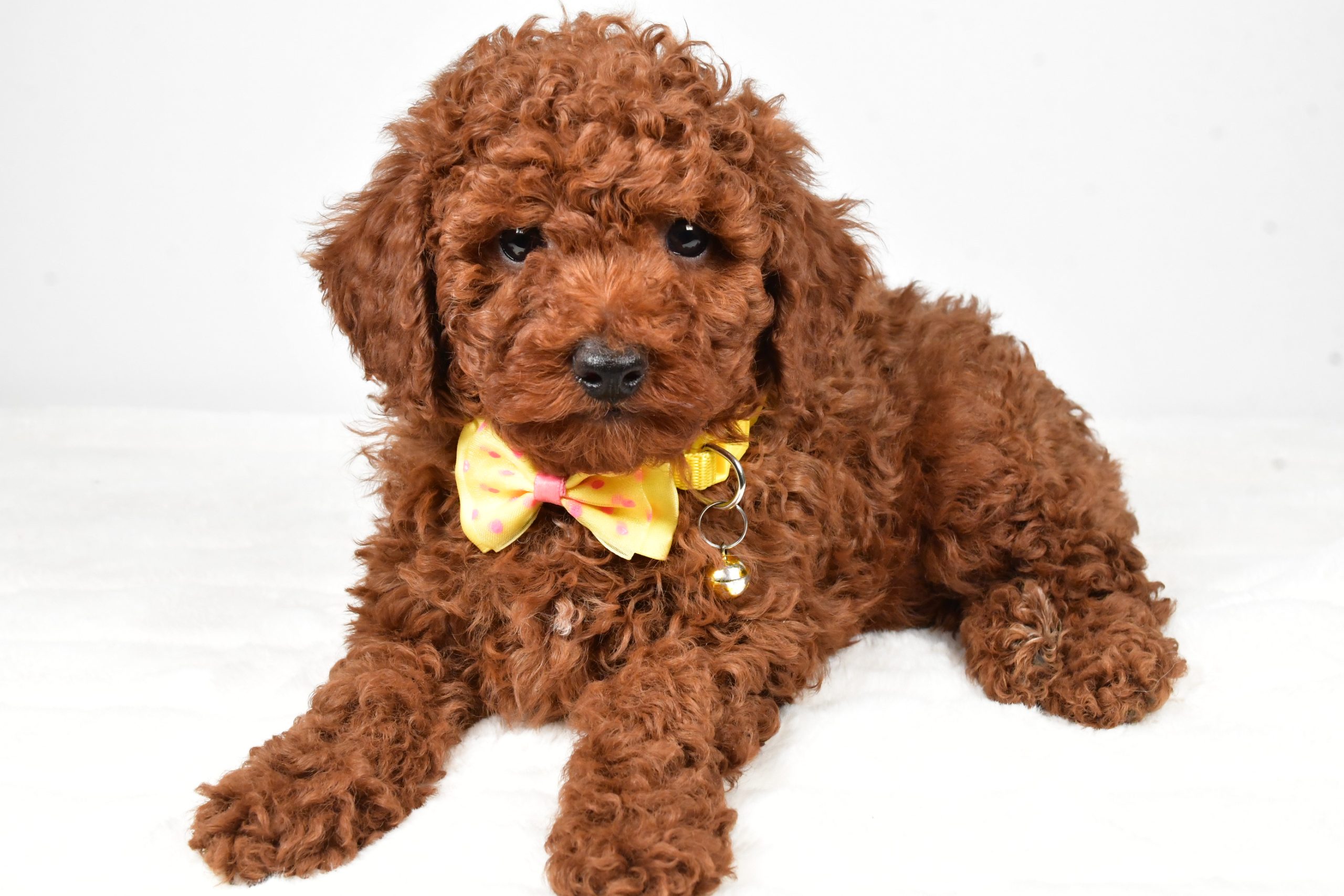 Mr. Chestnut The Miniature Poodle - Image 5