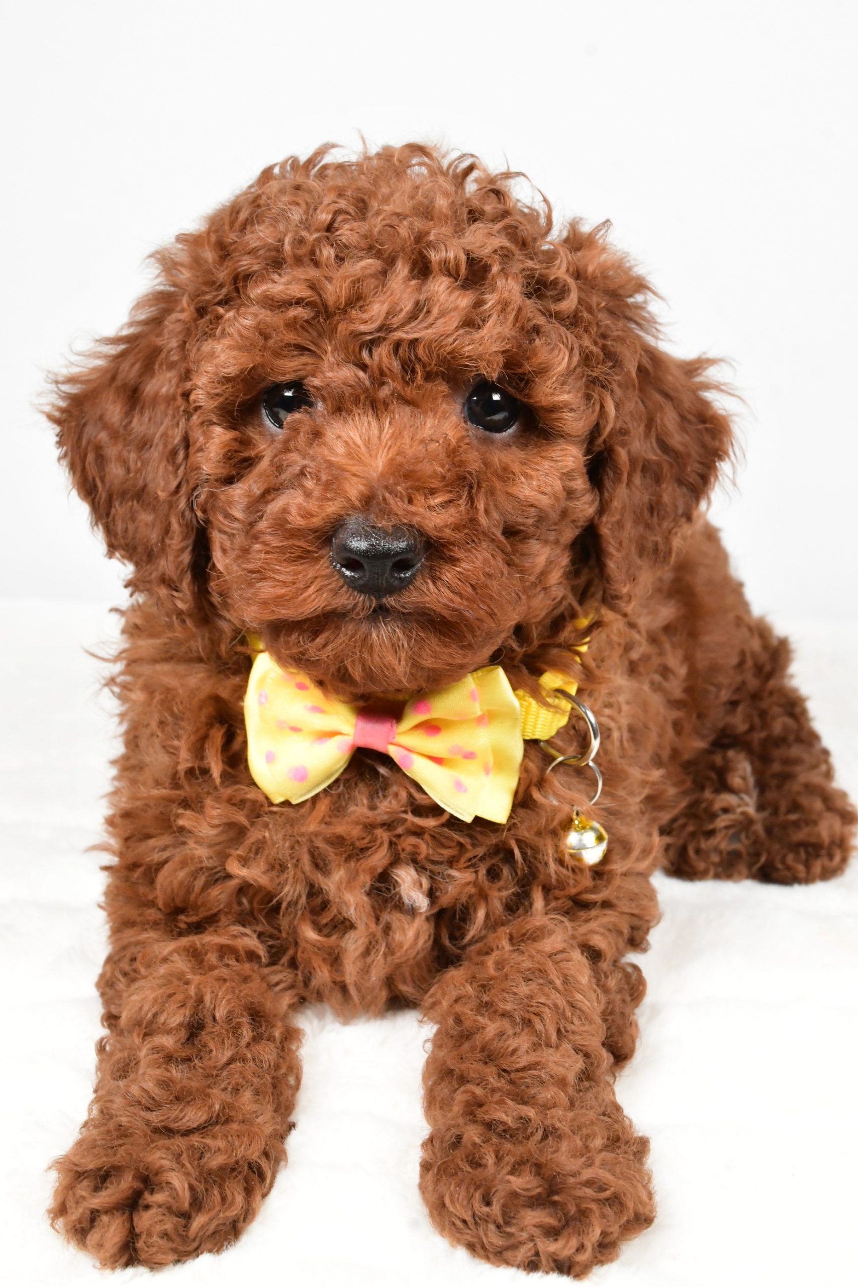 Mr. Chestnut The Miniature Poodle - Image 3