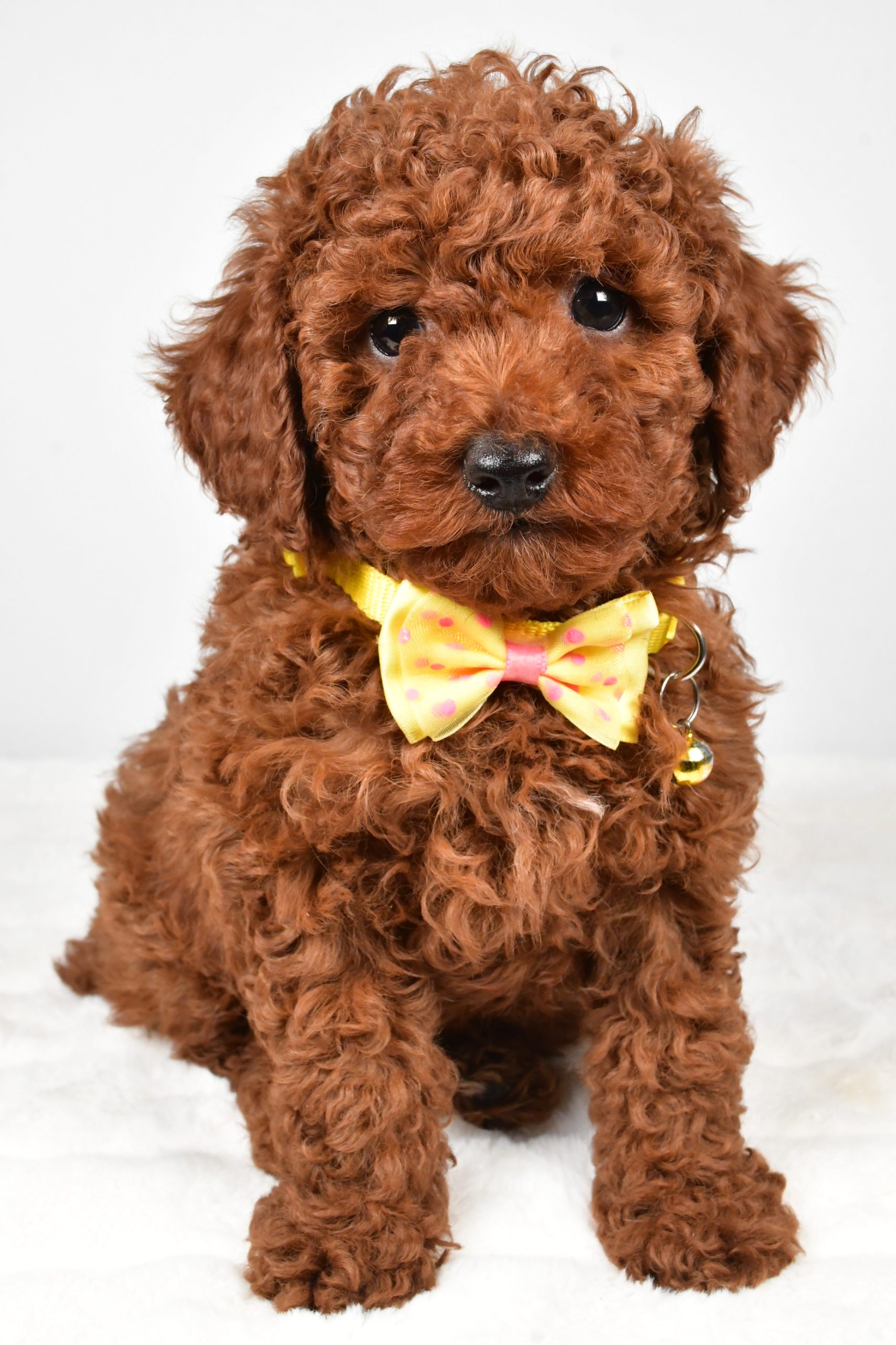 Mr. Chestnut The Miniature Poodle