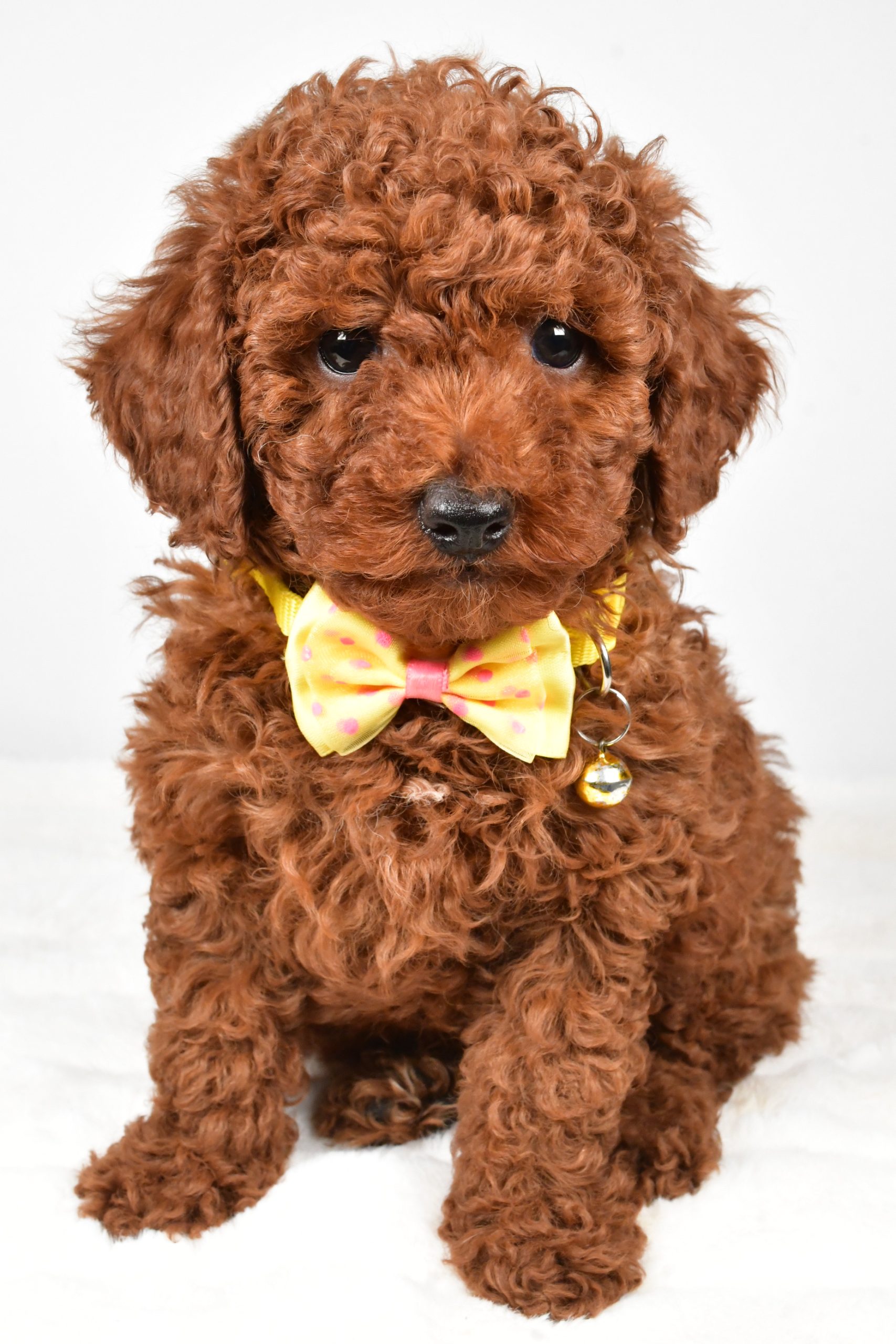 Mr. Chestnut The Miniature Poodle - Image 2