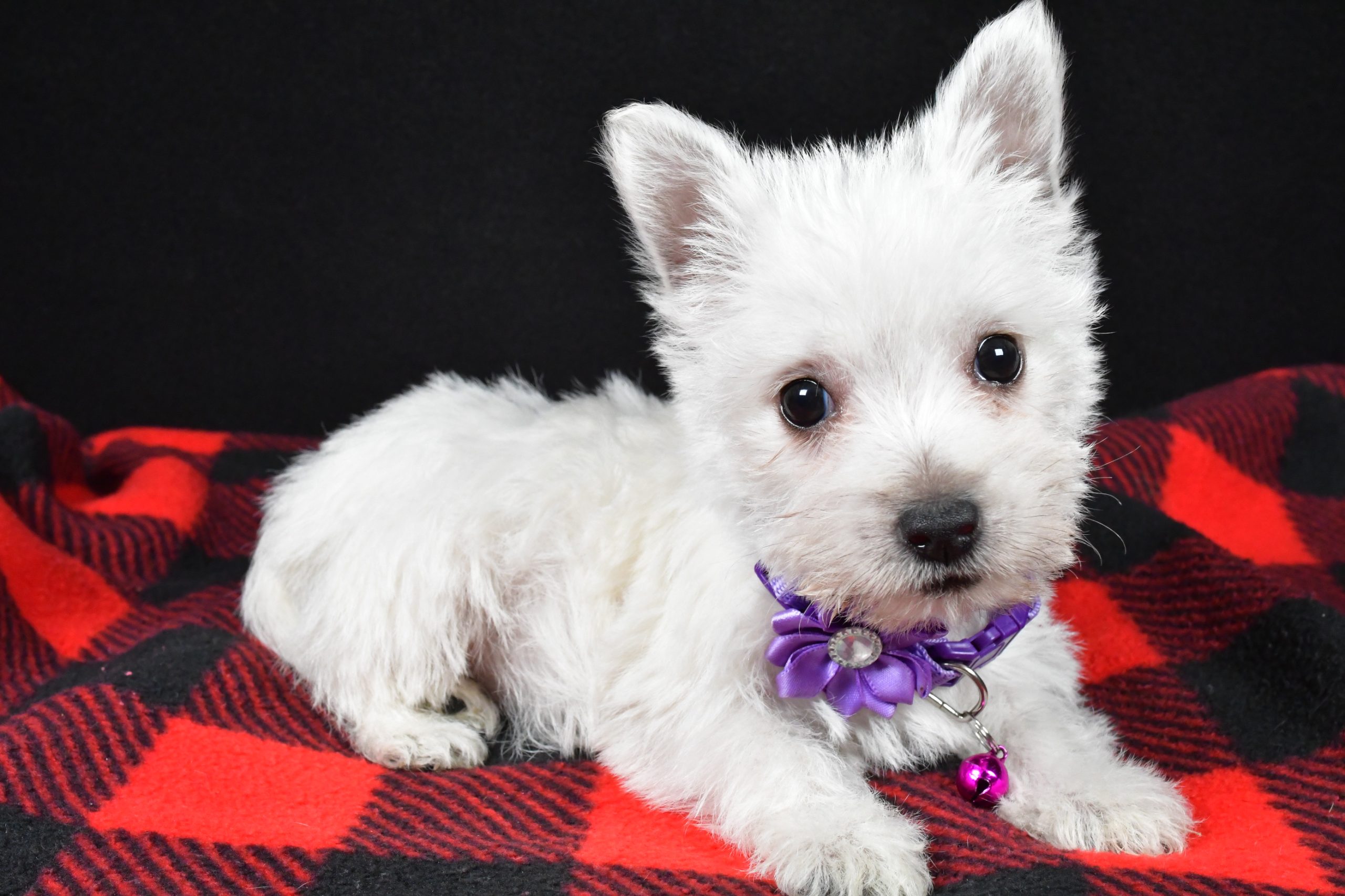 Miss Ellie The West Highland White Terrier - Image 6