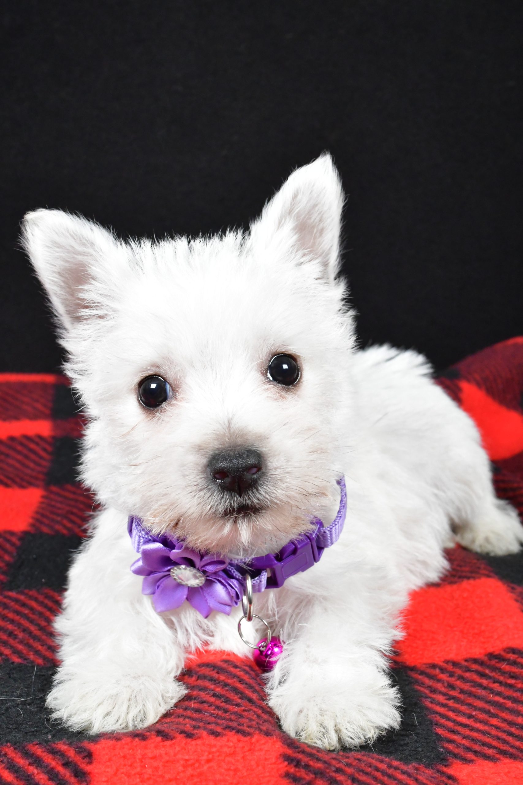 Miss Ellie The West Highland White Terrier - Image 7