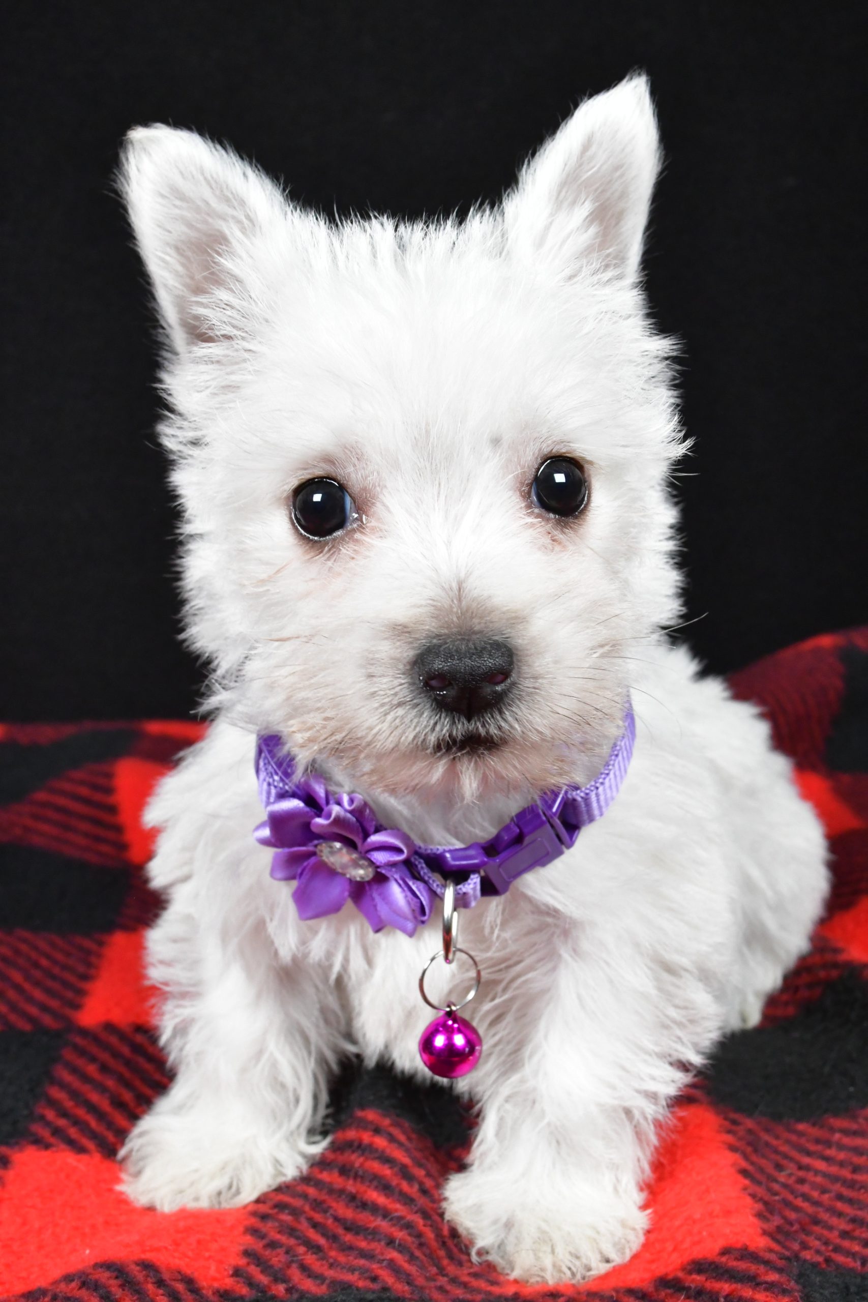 Miss Ellie The West Highland White Terrier - Image 3