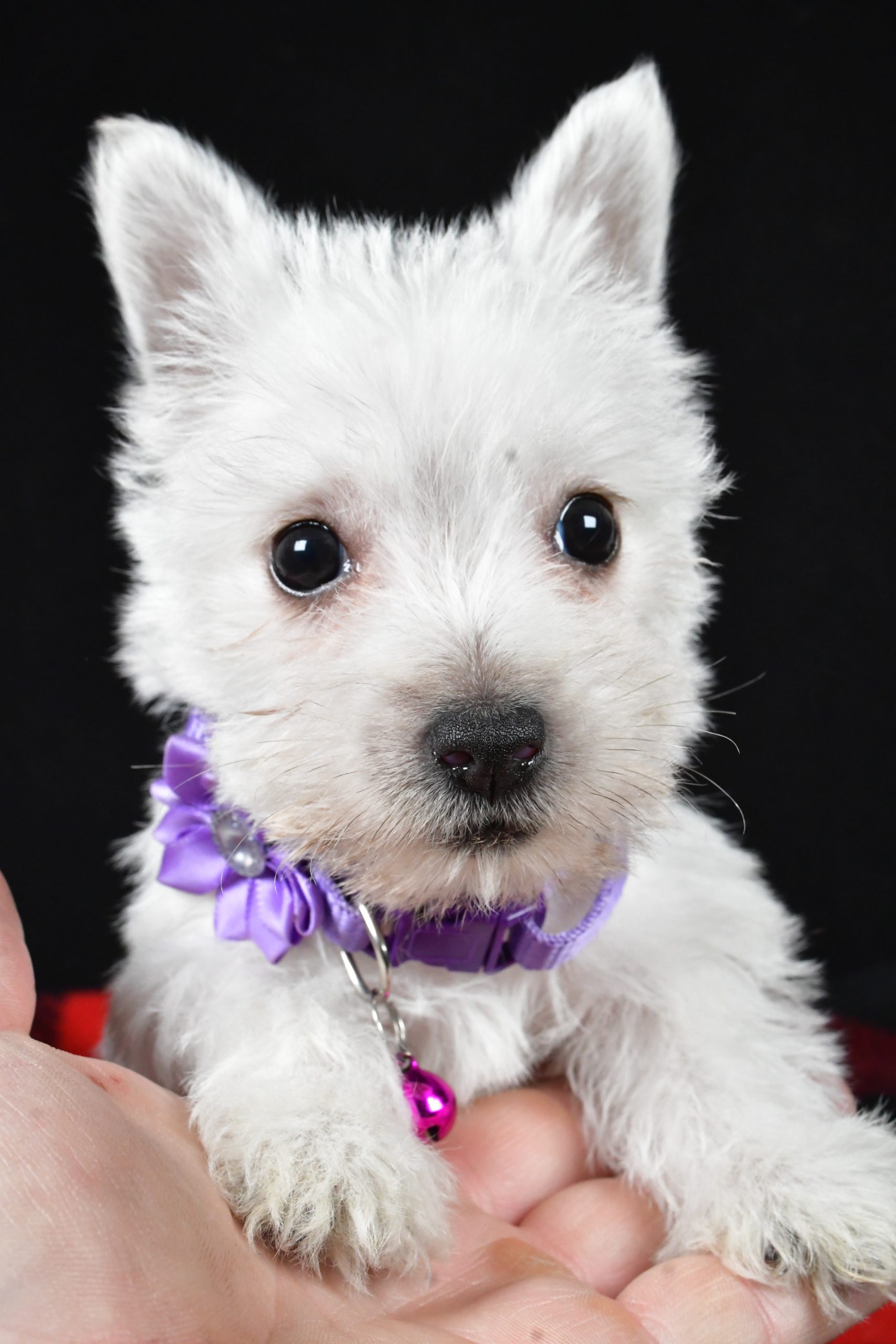 Miss Ellie The West Highland White Terrier - Image 2