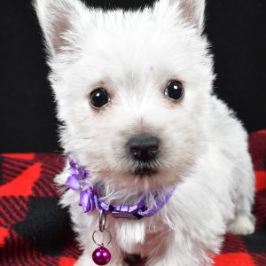 Miss Ellie The West Highland White Terrier