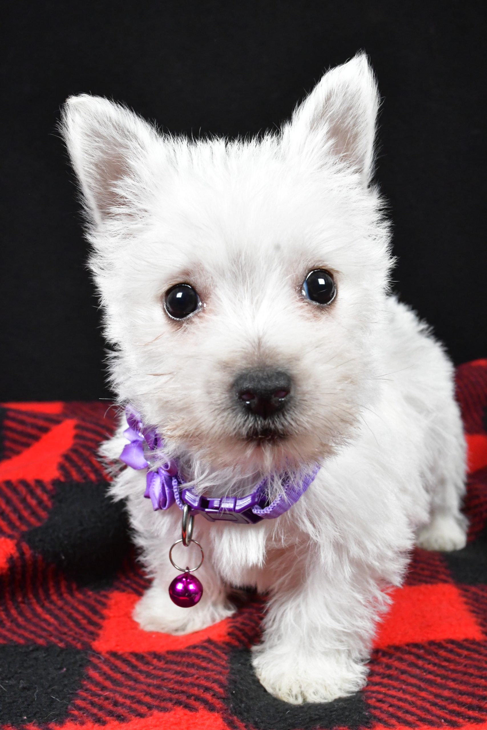 Miss Ellie The West Highland White Terrier