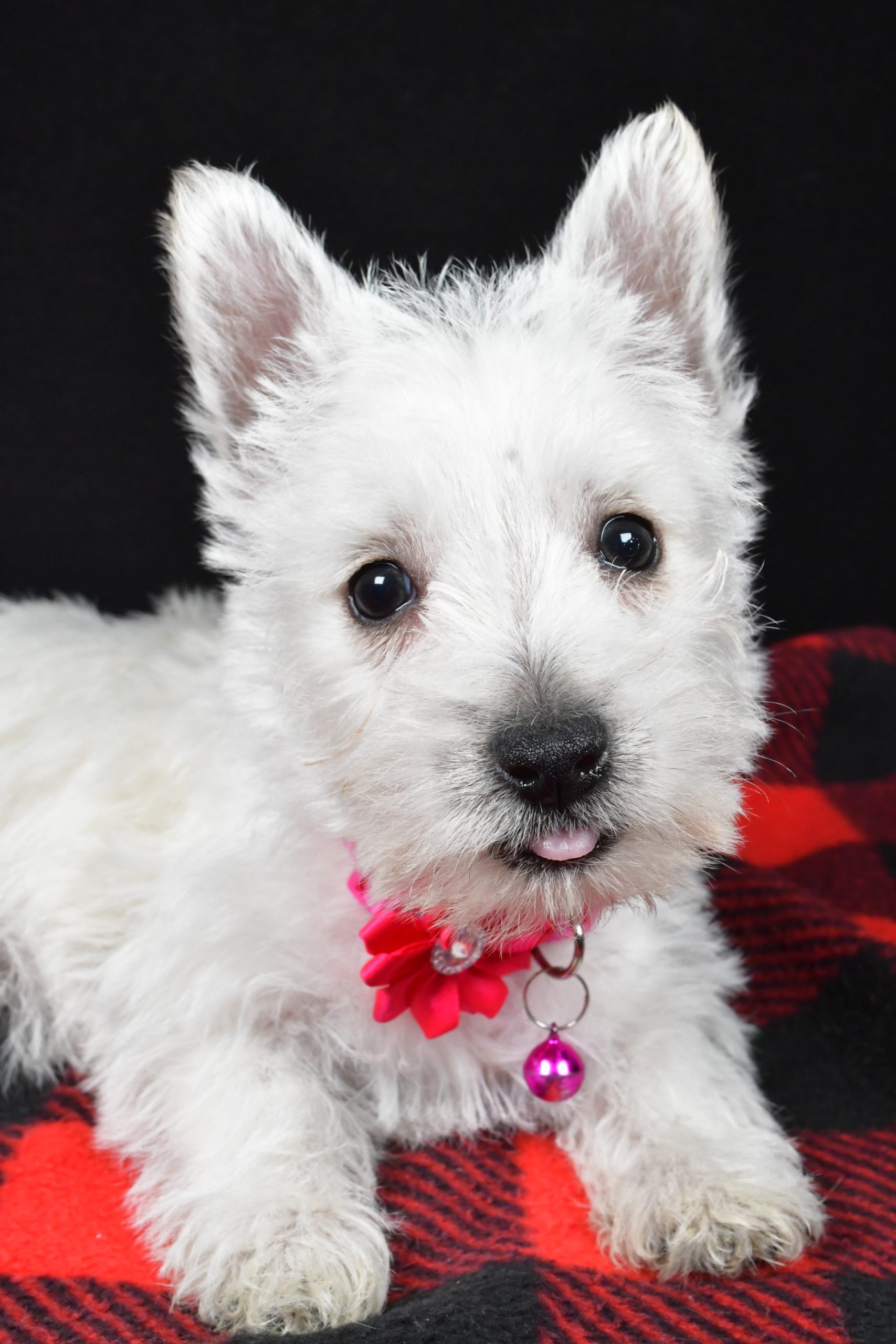 Miss Elsie The West Highland White Terrier - Image 6