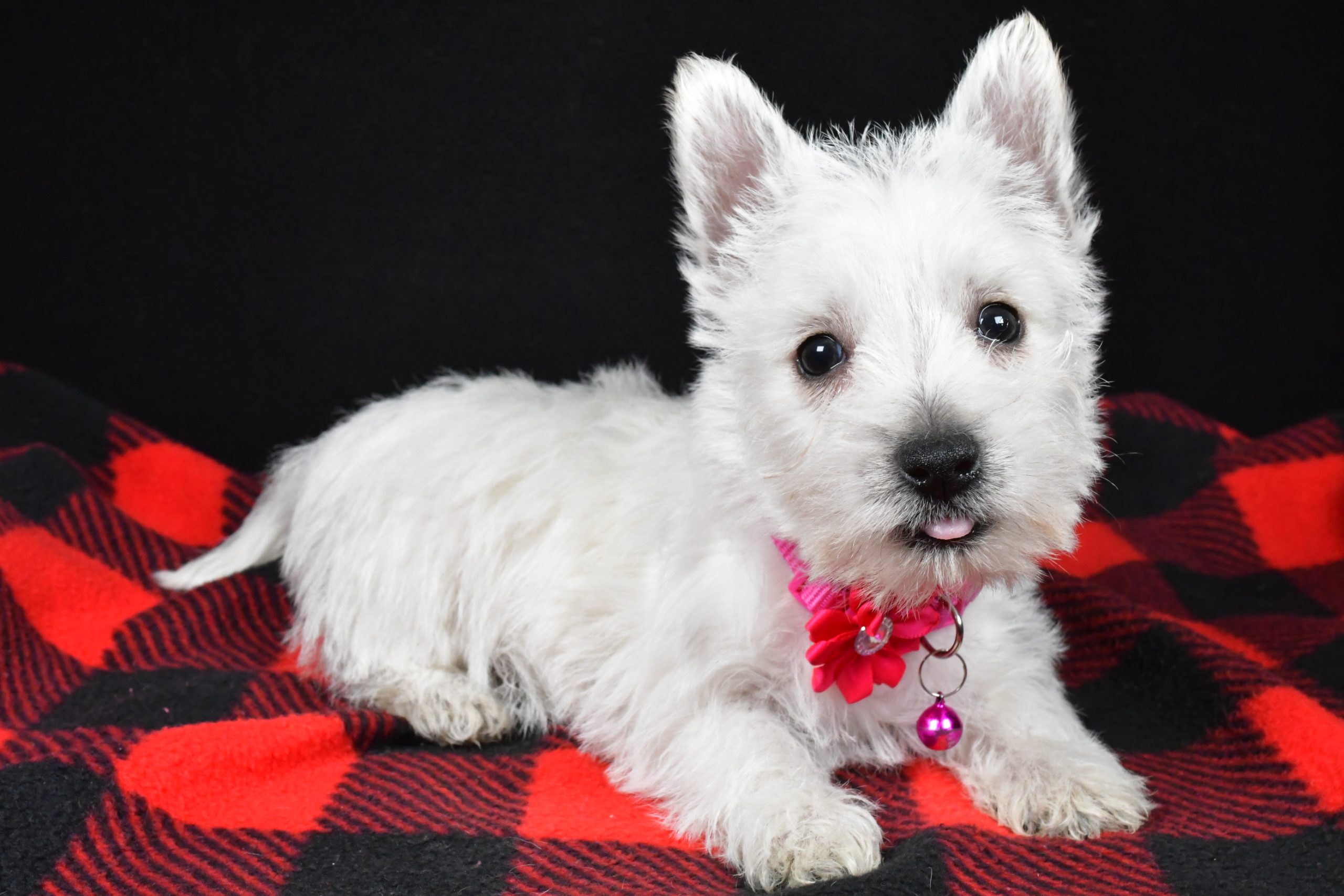 Miss Elsie The West Highland White Terrier - Image 10