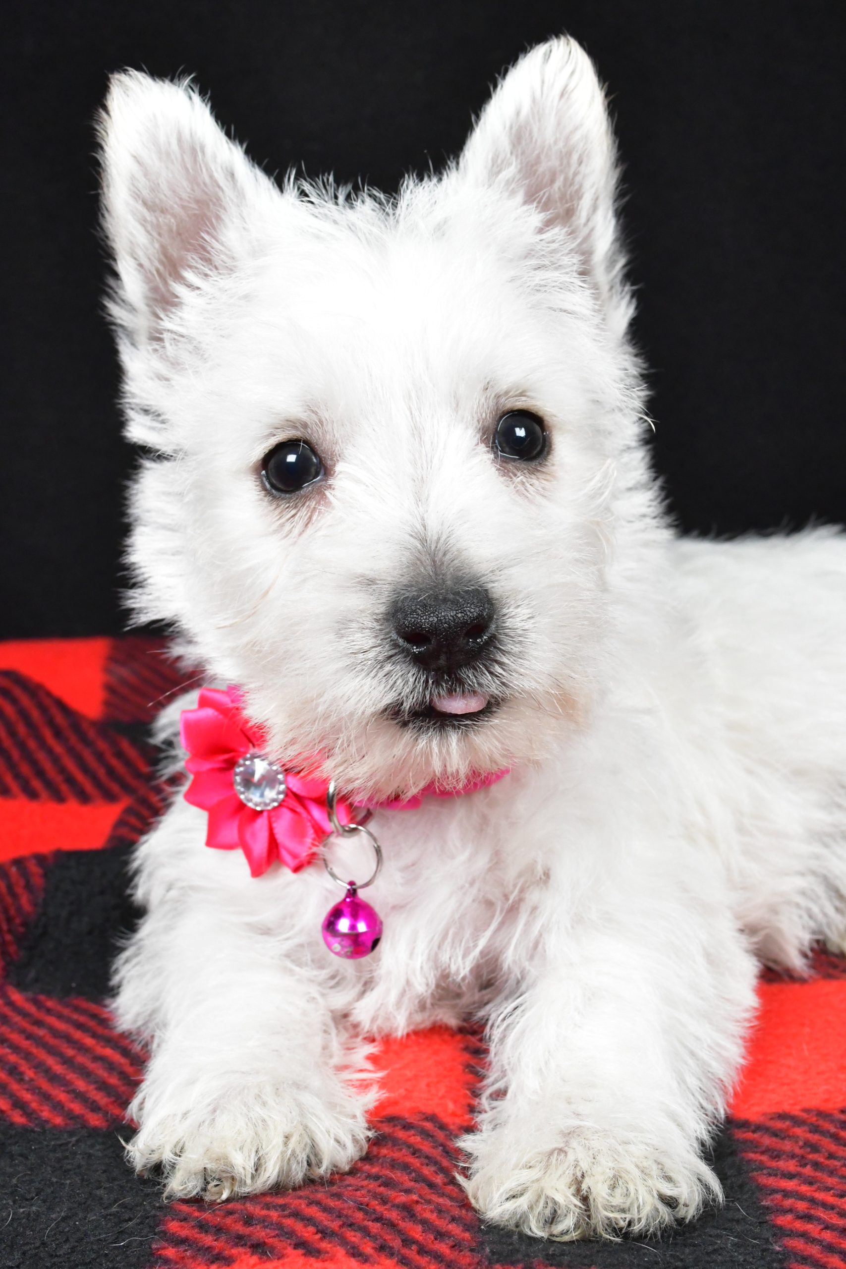 Miss Elsie The West Highland White Terrier - Image 5