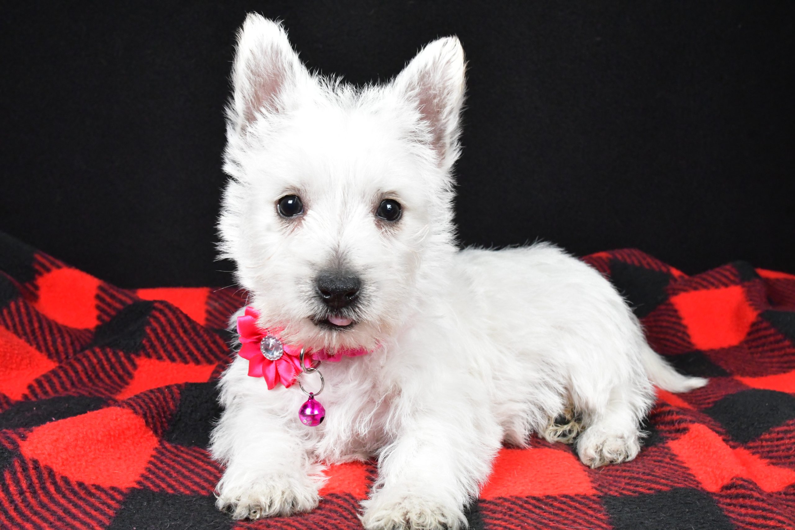 Miss Elsie The West Highland White Terrier - Image 9