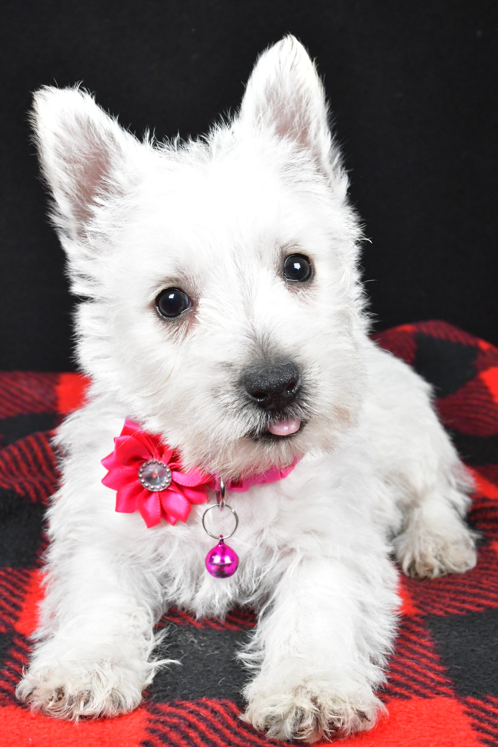 Miss Elsie The West Highland White Terrier - Image 8