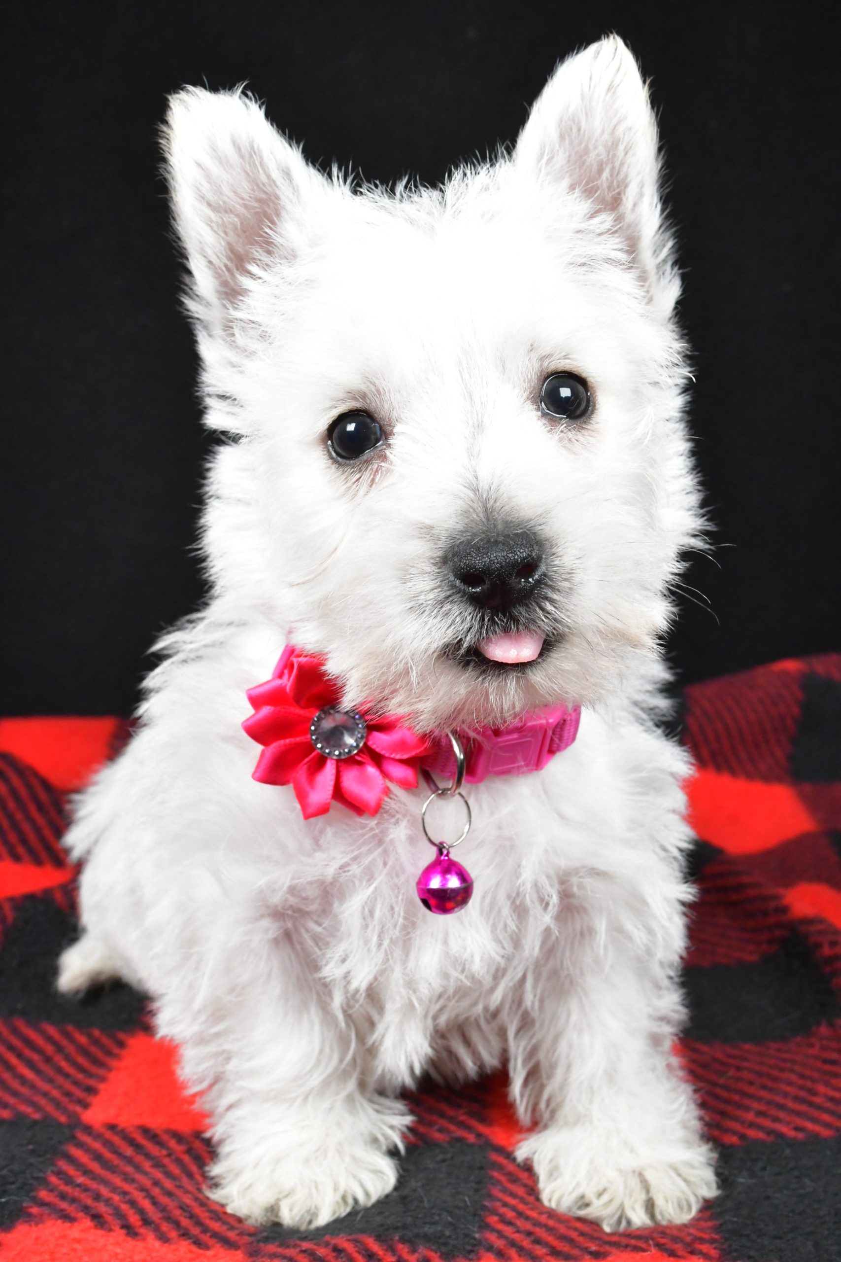 Miss Elsie The West Highland White Terrier - Image 4