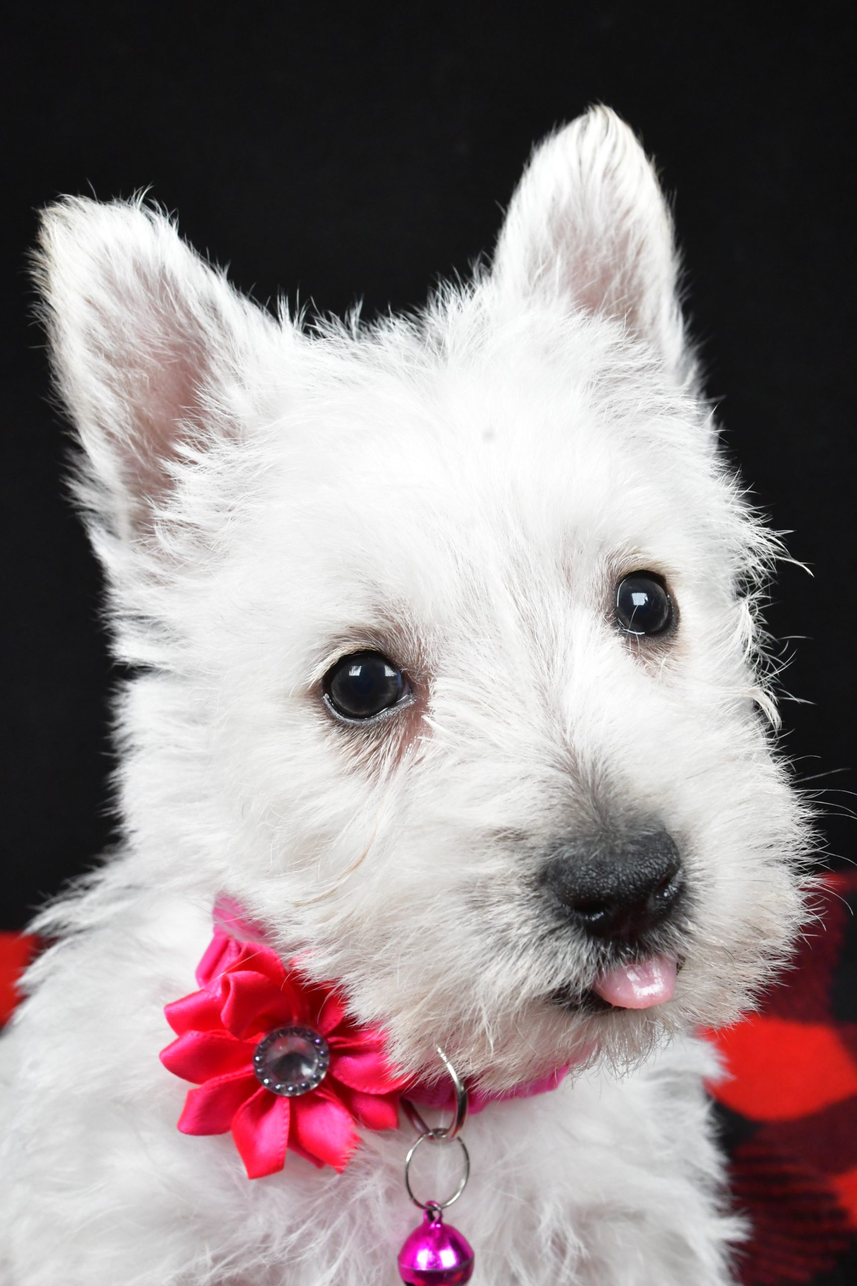 Miss Elsie The West Highland White Terrier - Image 7
