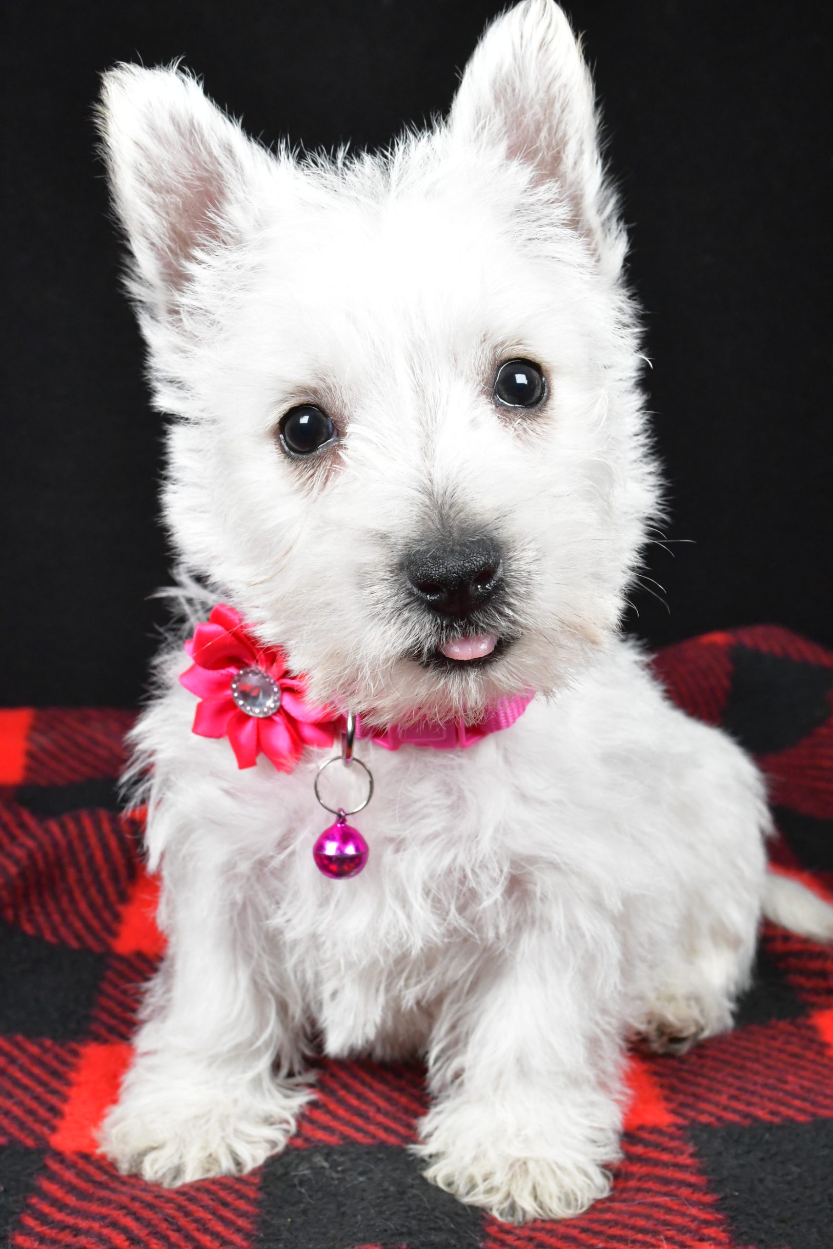 Miss Elsie The West Highland White Terrier - Image 3