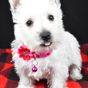 Miss Elsie The West Highland White Terrier