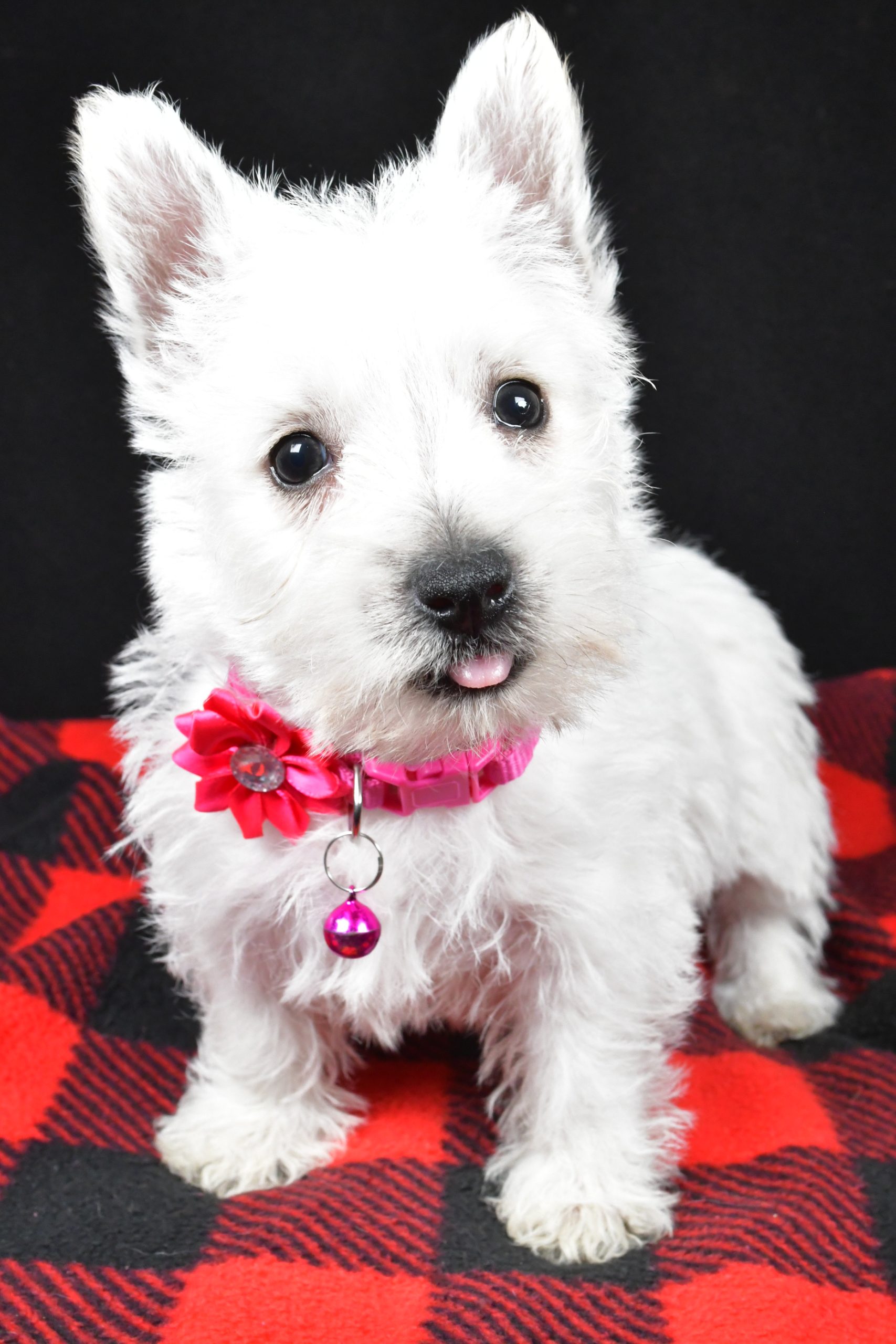 Miss Elsie The West Highland White Terrier