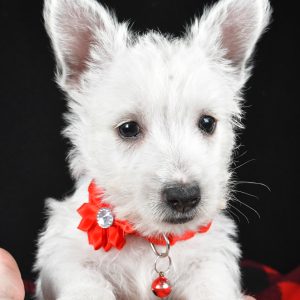 Miss Eva The West Highland White Terrier