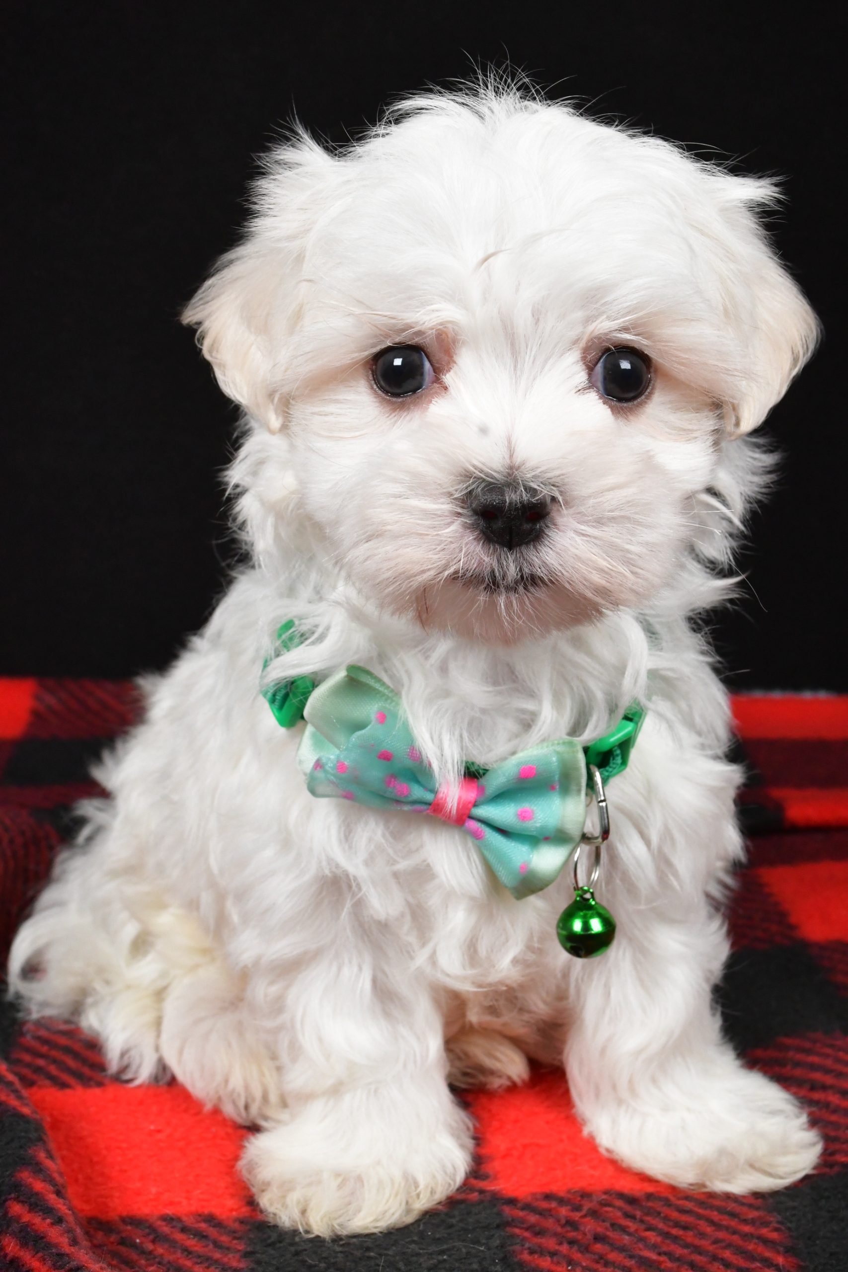 Mr. Houston The Maltese - Image 2