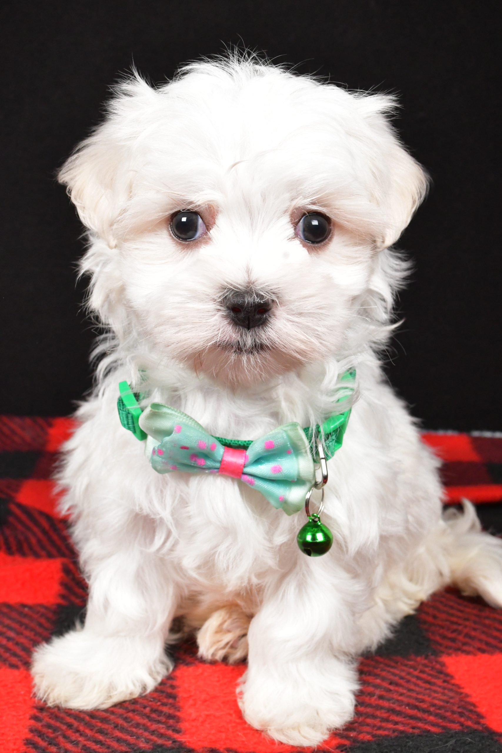 Mr. Houston The Maltese