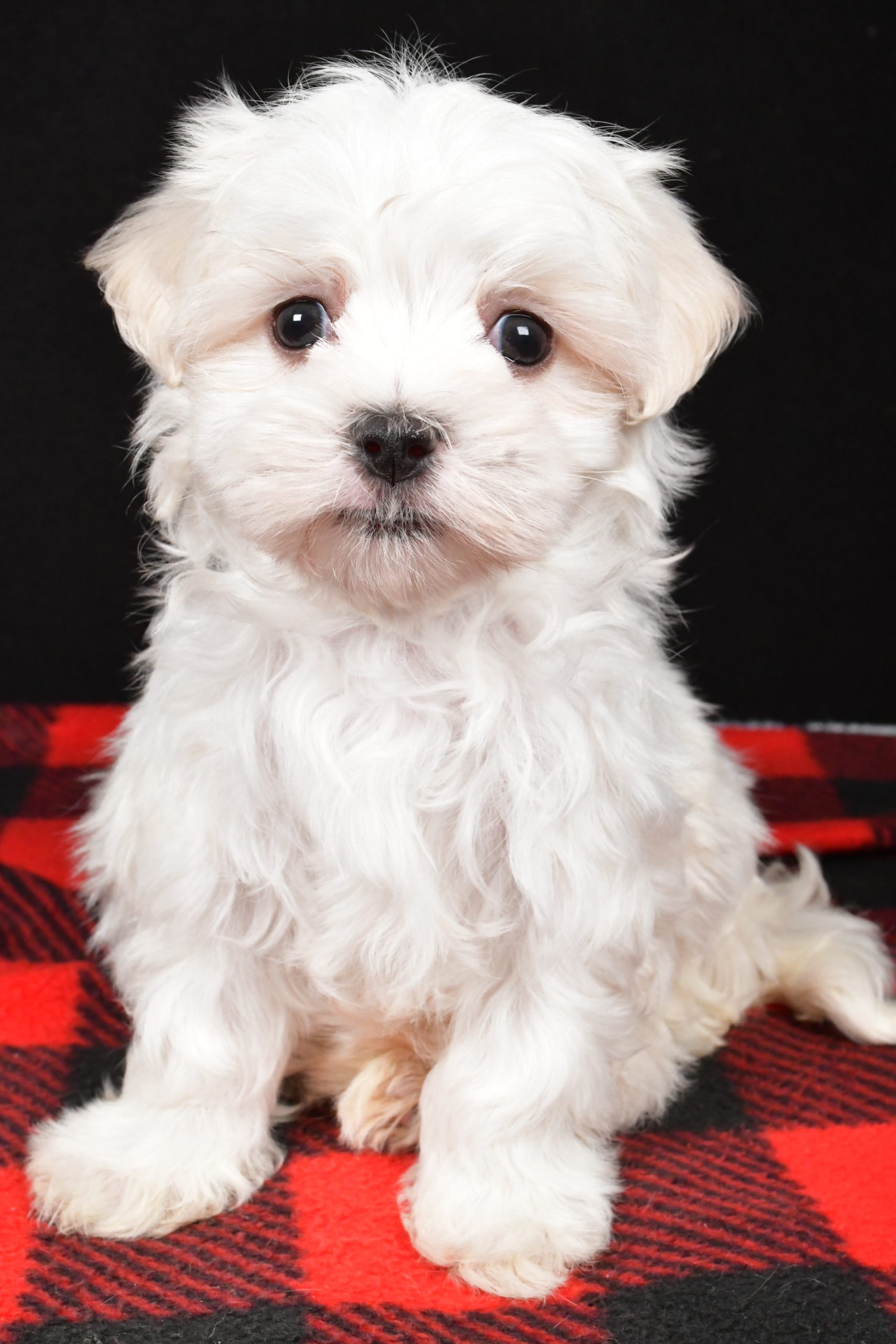 Mr. Houston The Maltese - Image 3