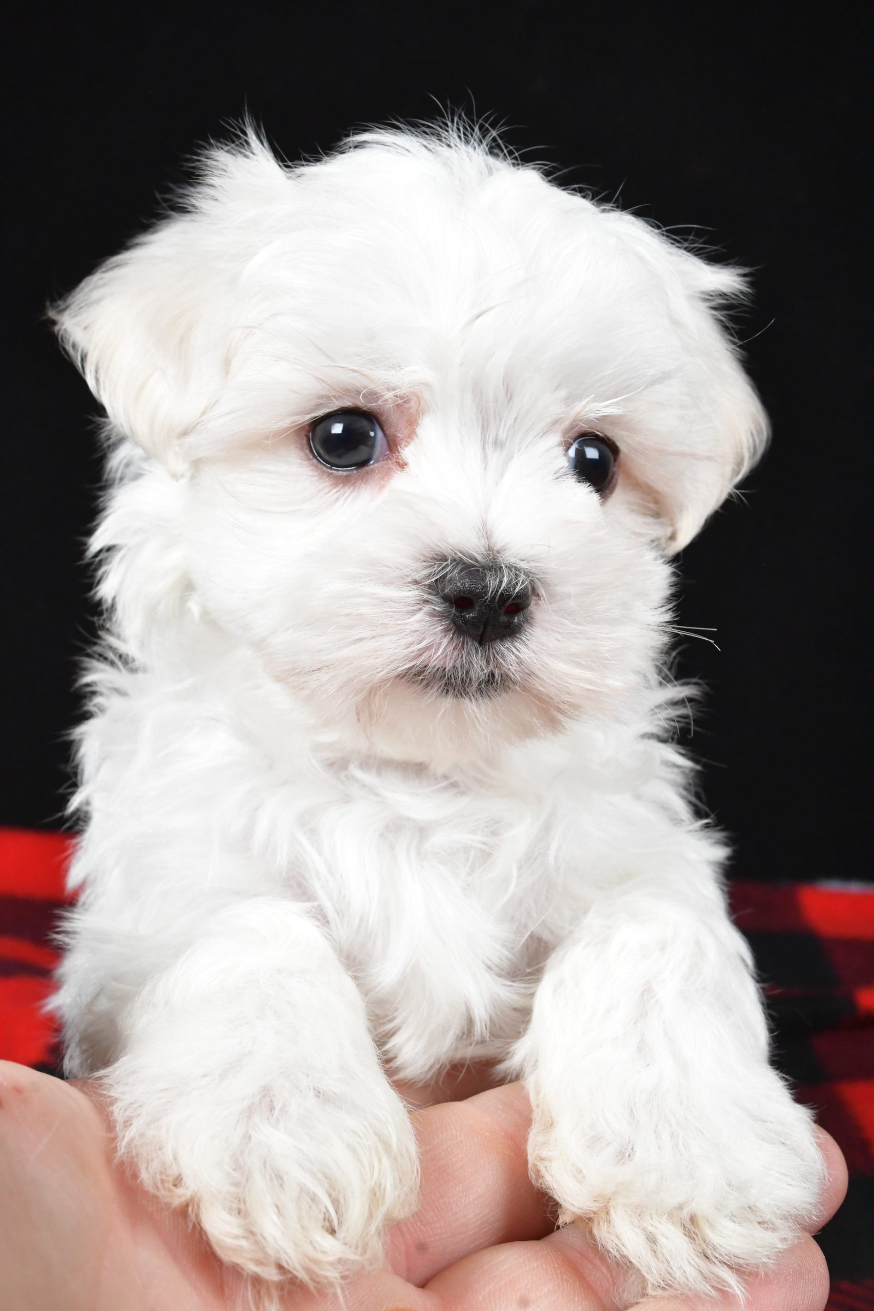 Mr. Houston The Maltese - Image 4