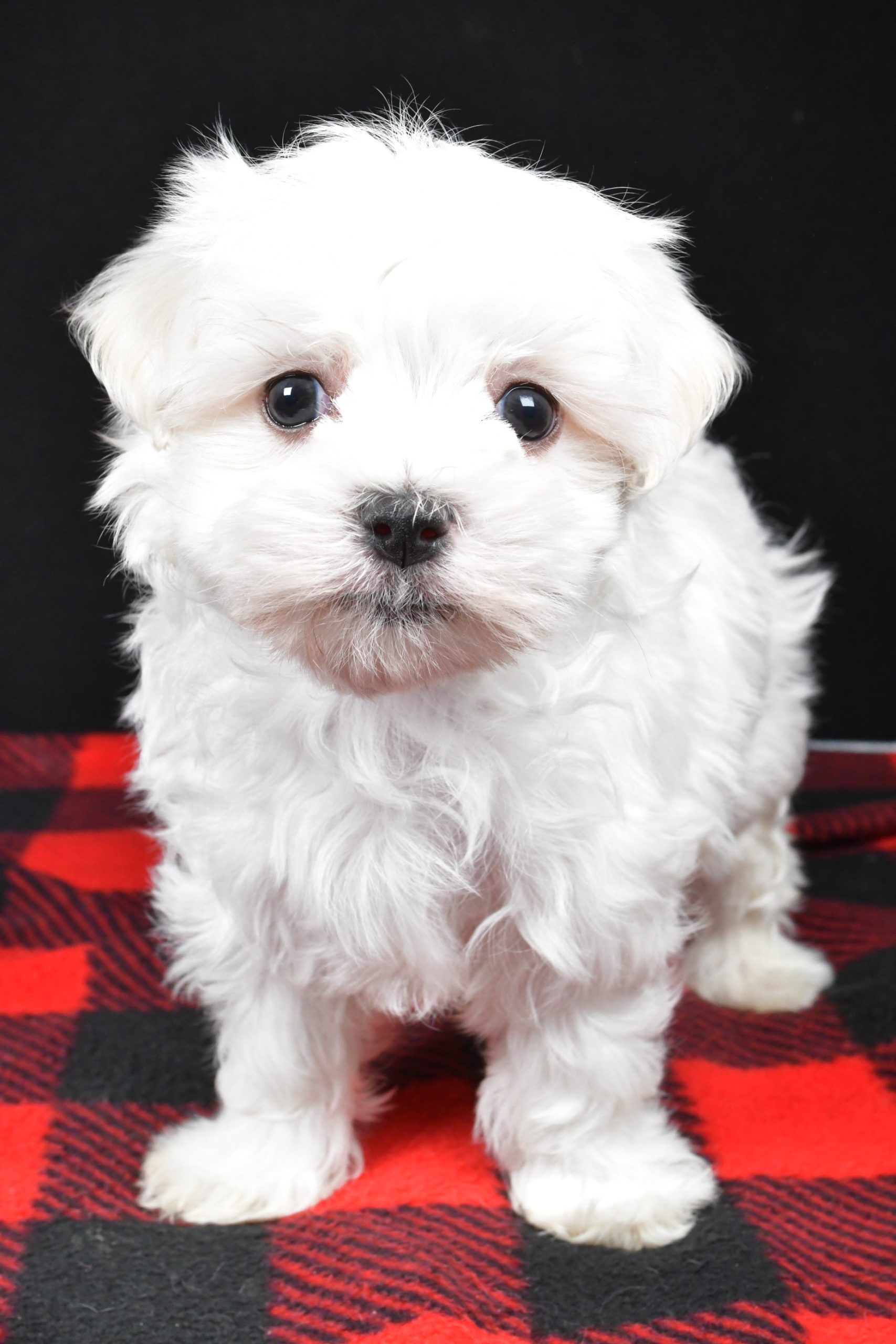 Mr. Houston The Maltese - Image 9