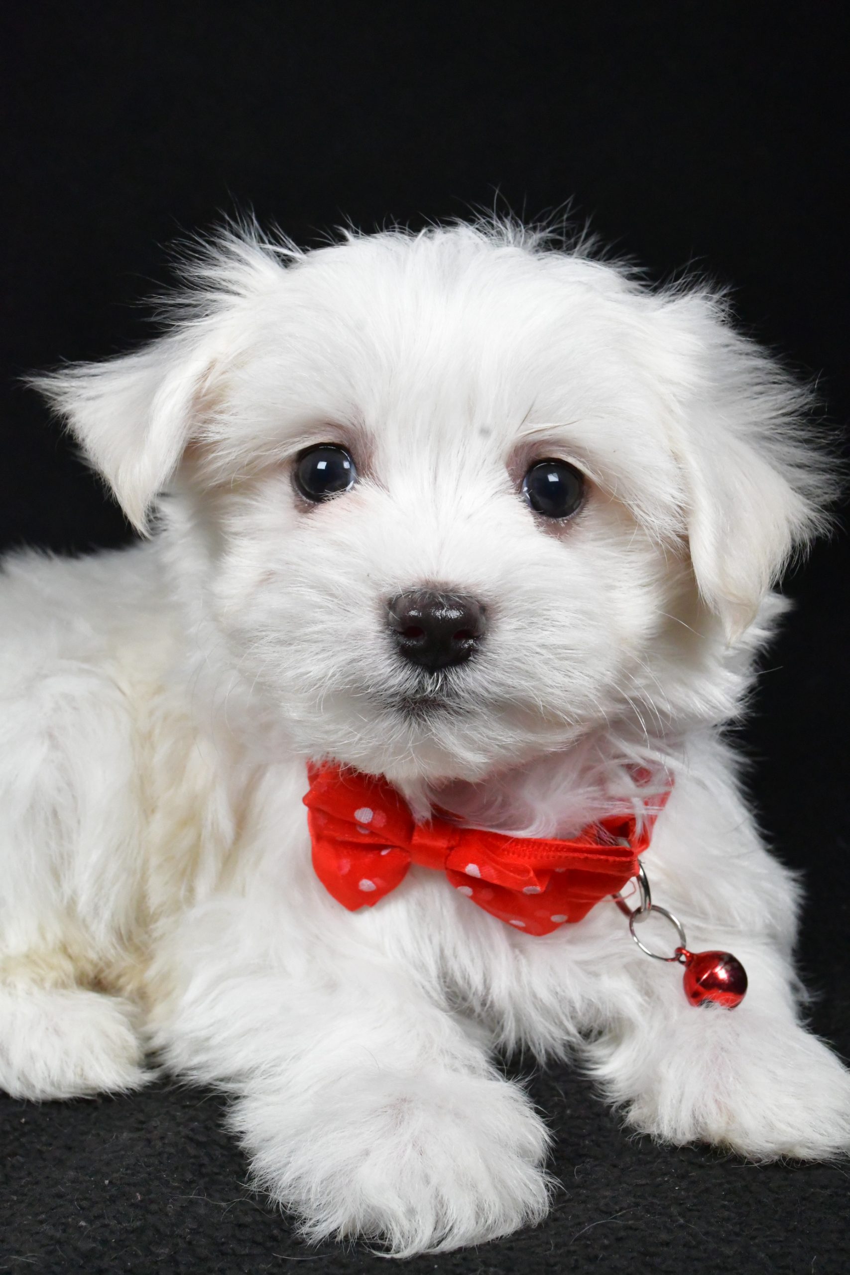 Mr. Rocket The Maltese - Image 2