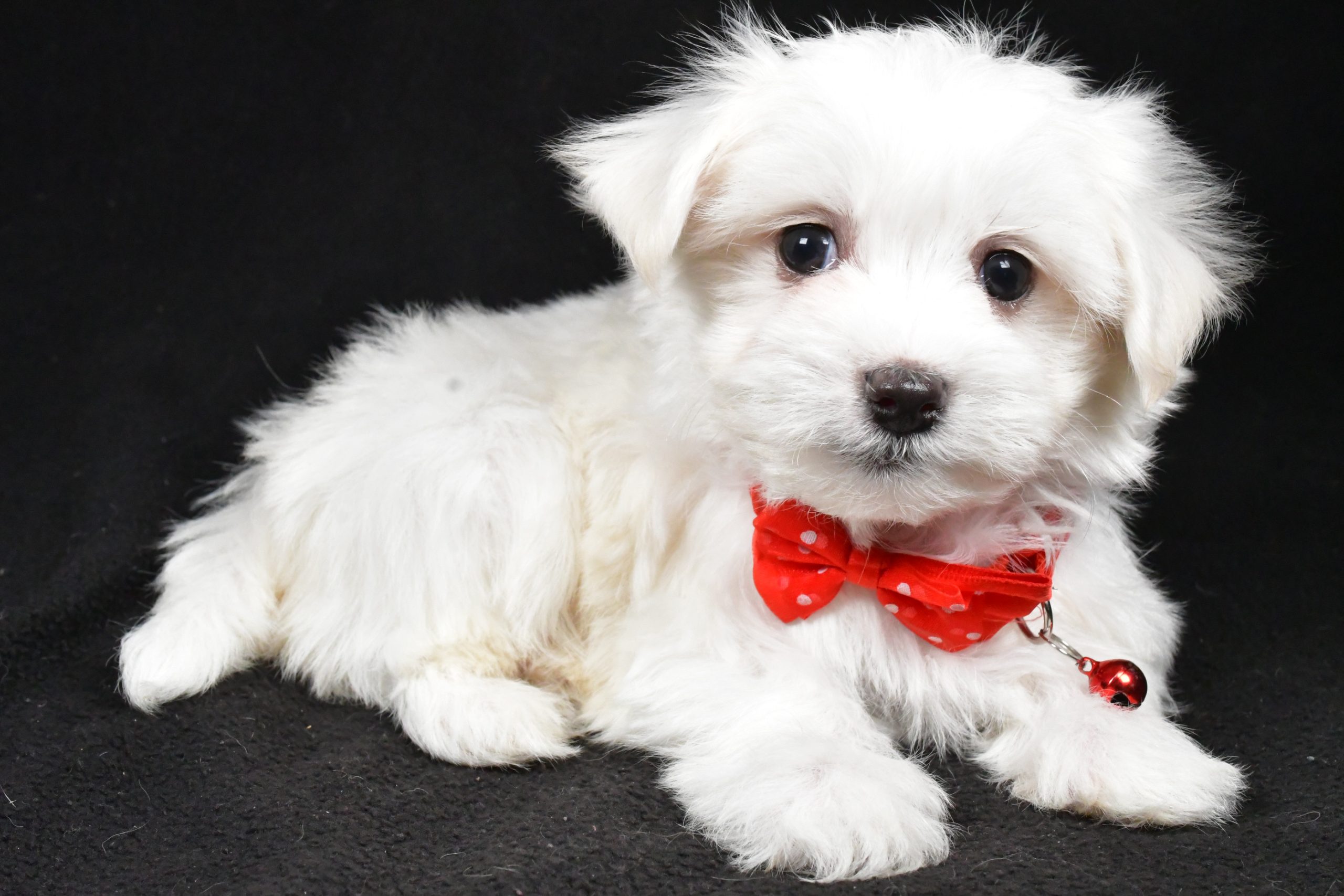 Mr. Rocket The Maltese - Image 6