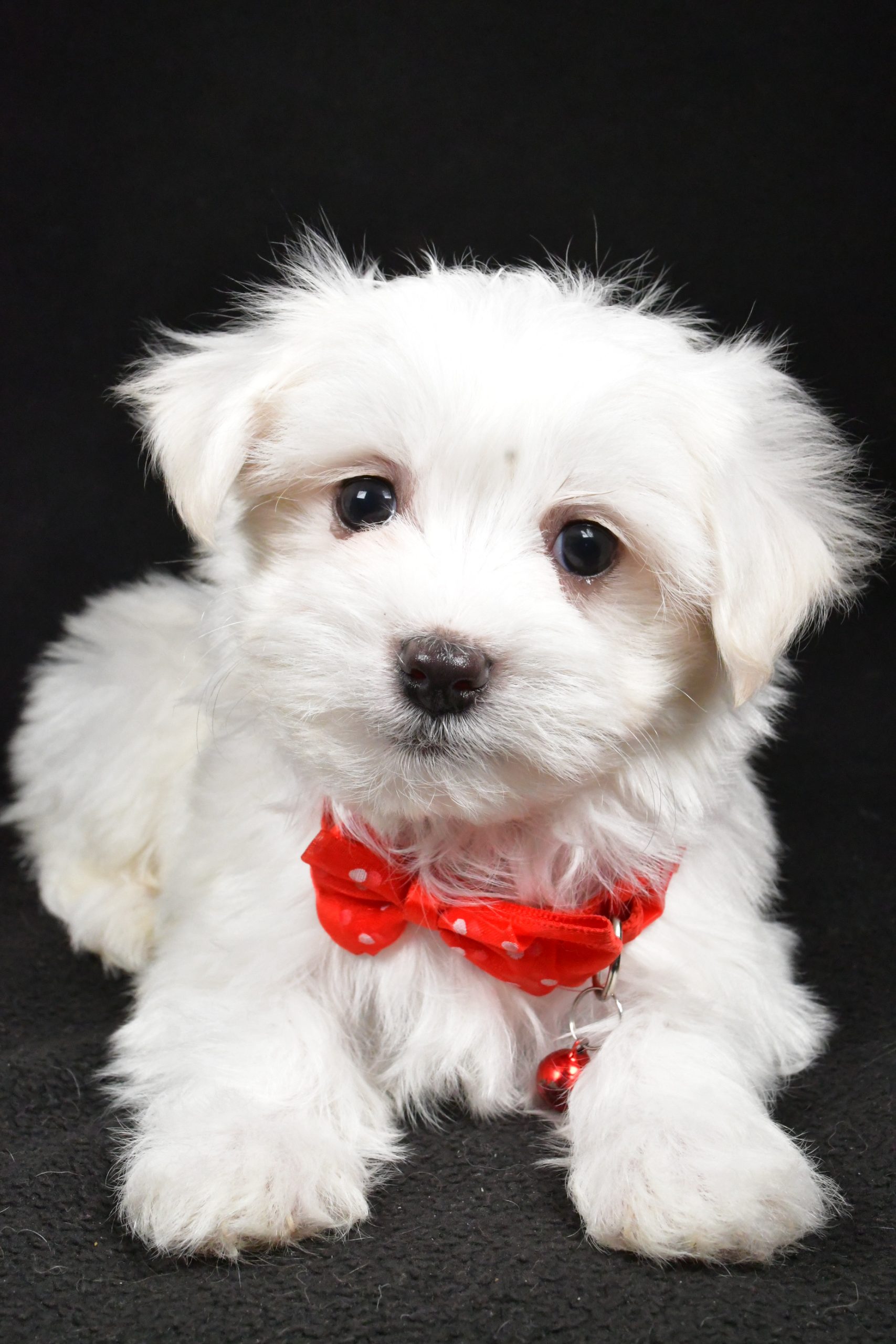 Mr. Rocket The Maltese - Image 3
