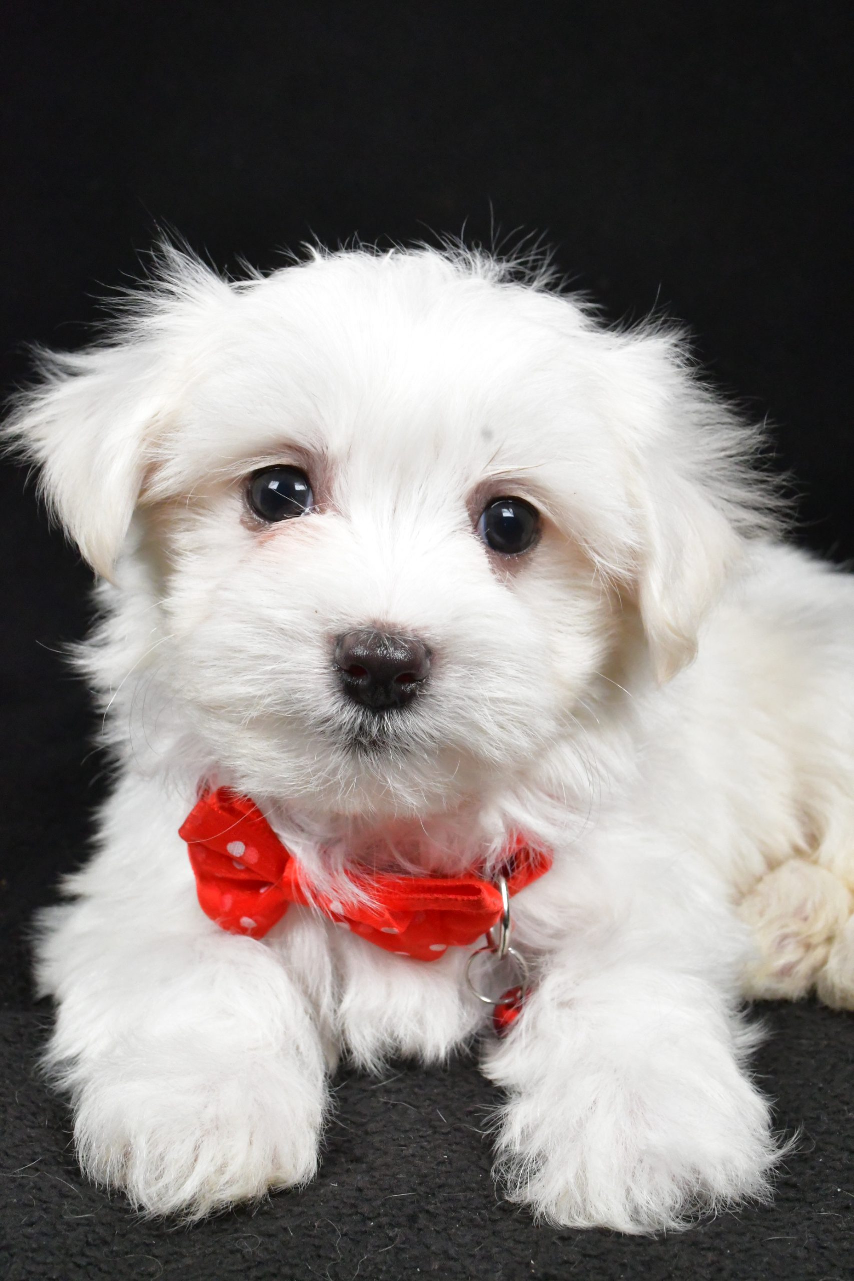 Mr. Rocket The Maltese - Image 4