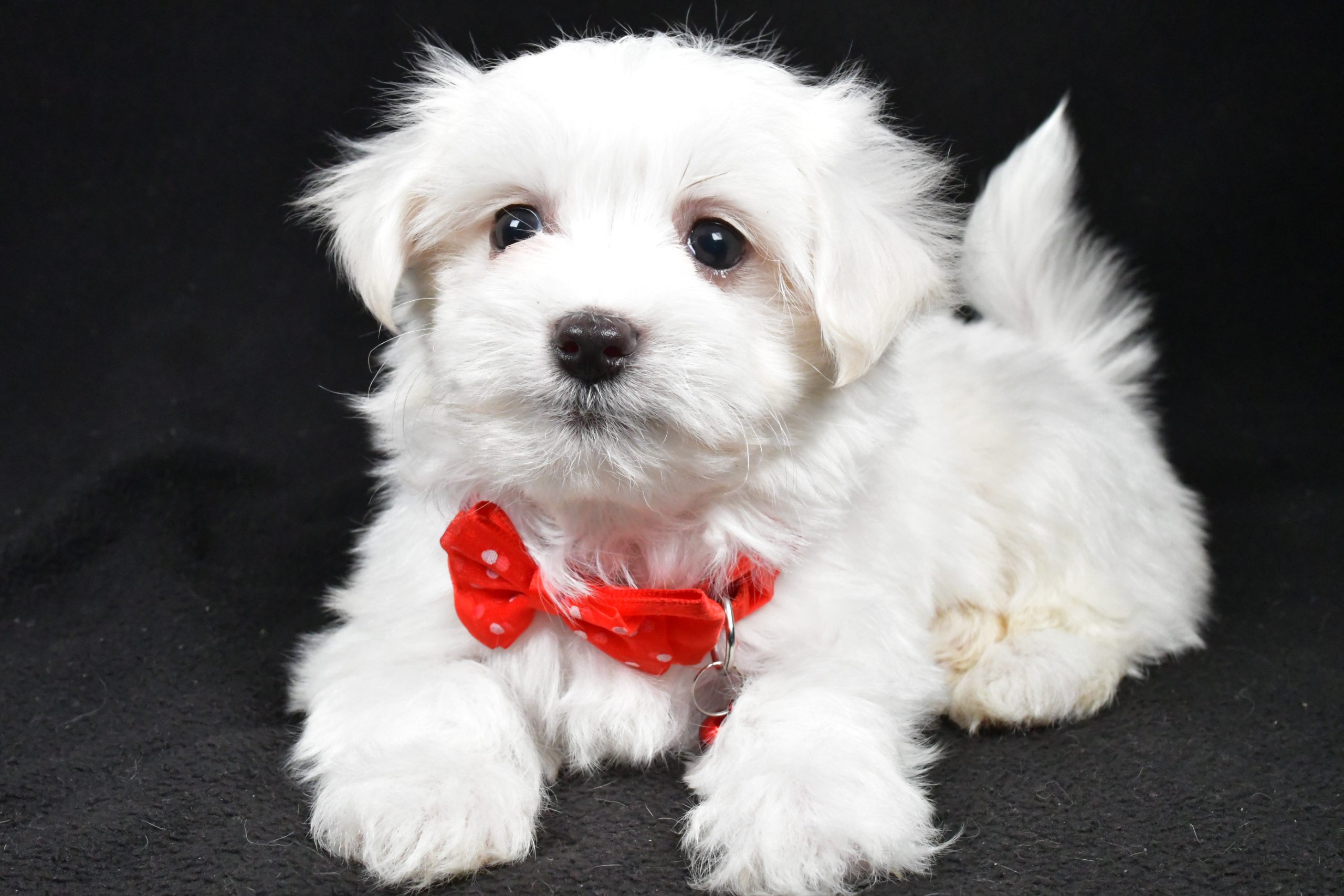 Mr. Rocket The Maltese - Image 5