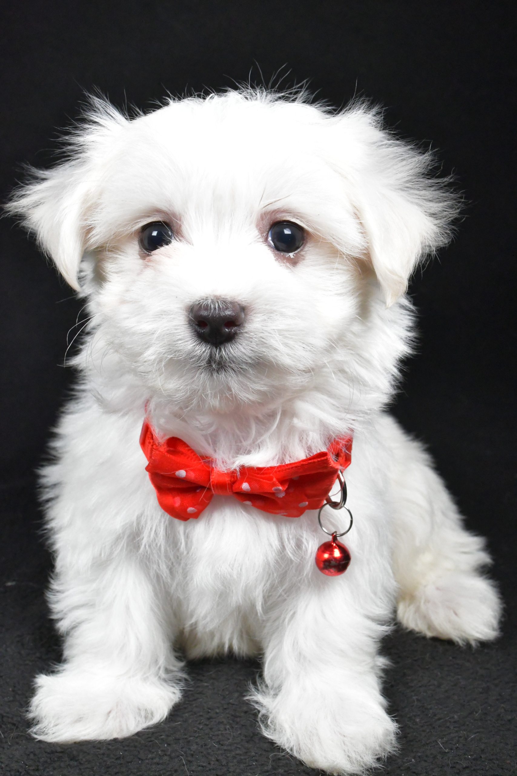 Mr. Rocket The Maltese