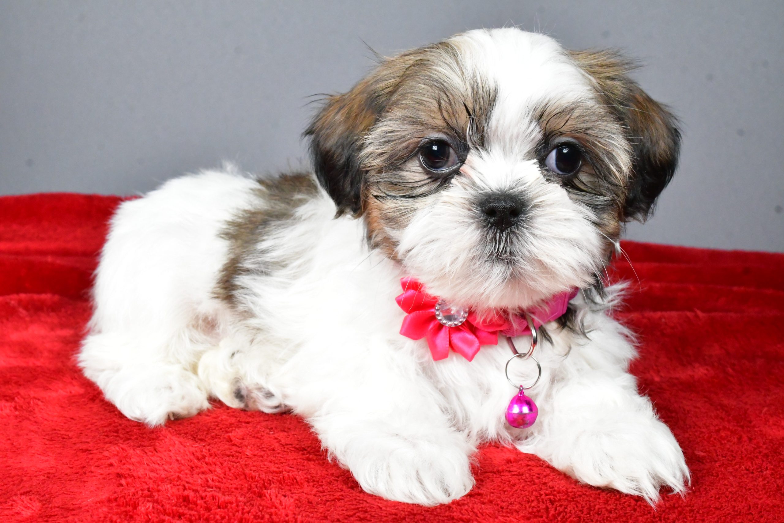 Miss Cassidy The Shihtzu - Image 8