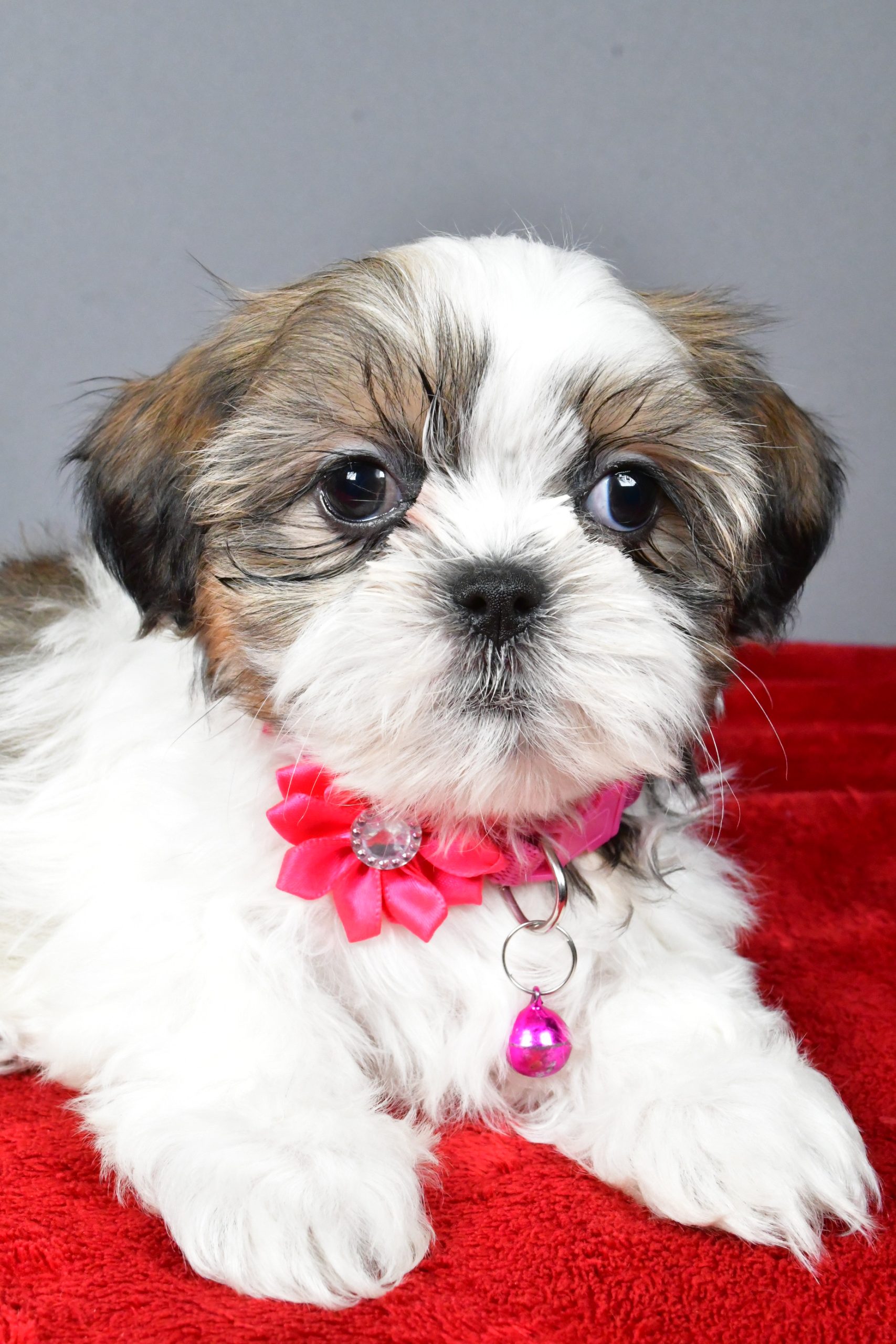 Miss Cassidy The Shihtzu - Image 4