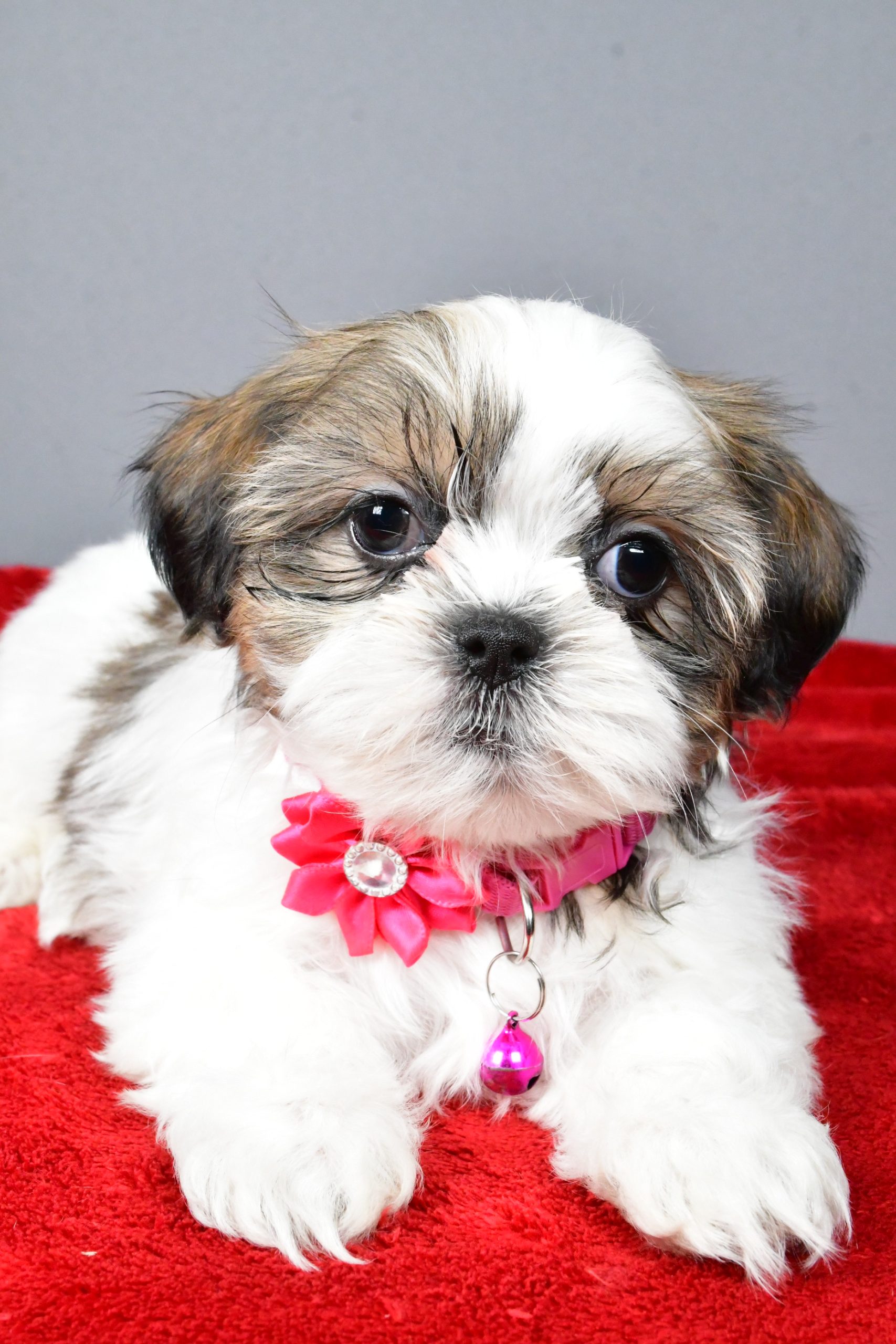 Miss Cassidy The Shihtzu - Image 6