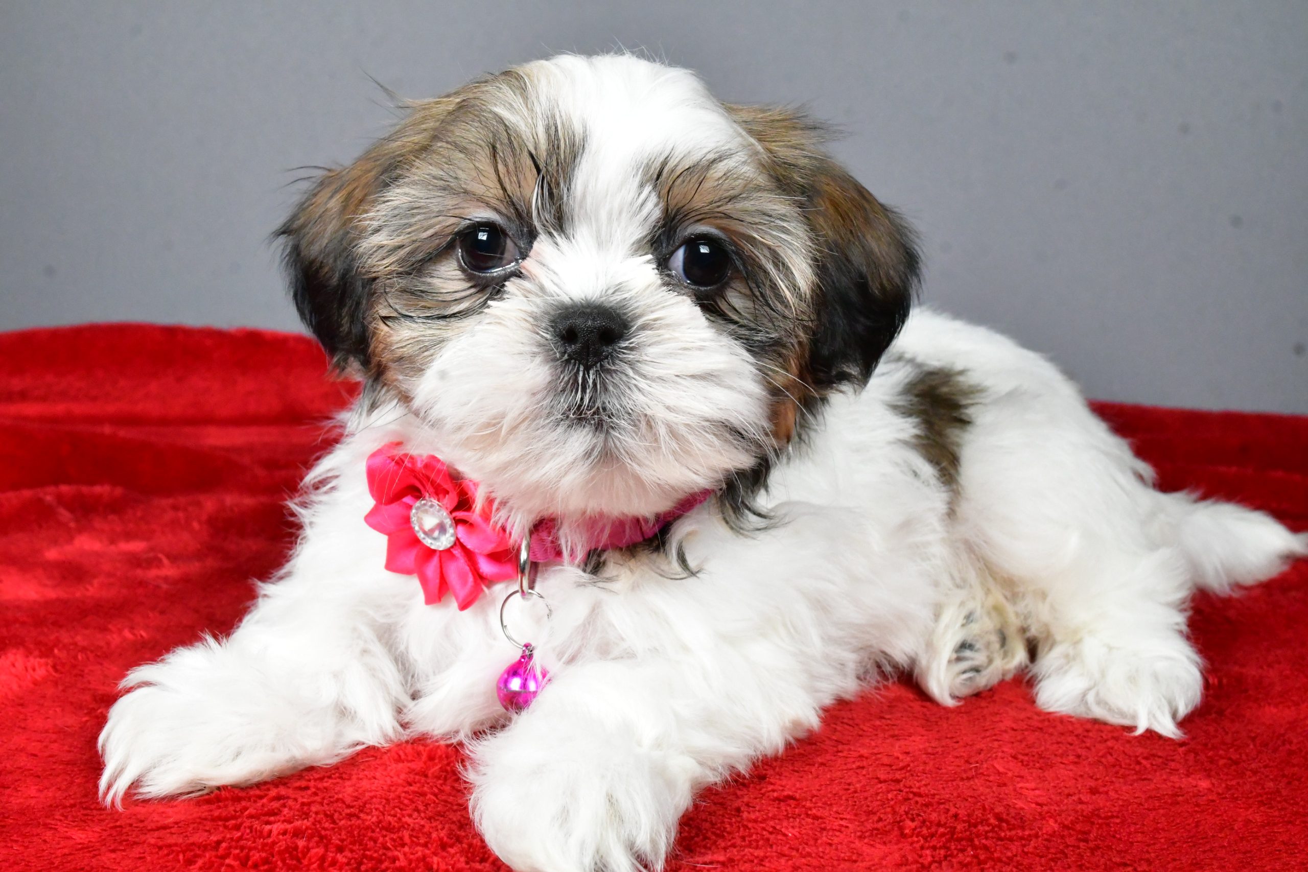 Miss Cassidy The Shihtzu - Image 7