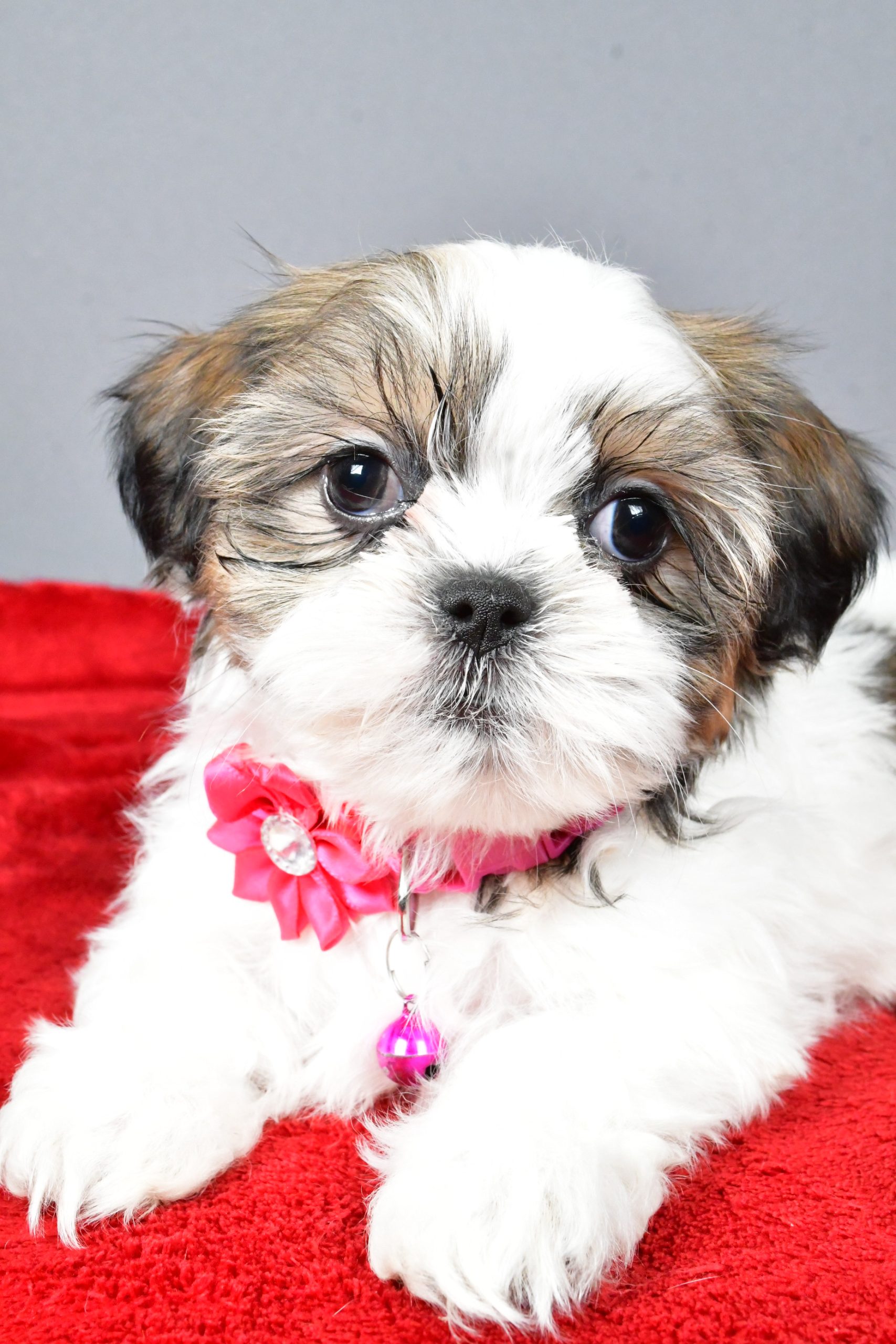 Miss Cassidy The Shihtzu - Image 5