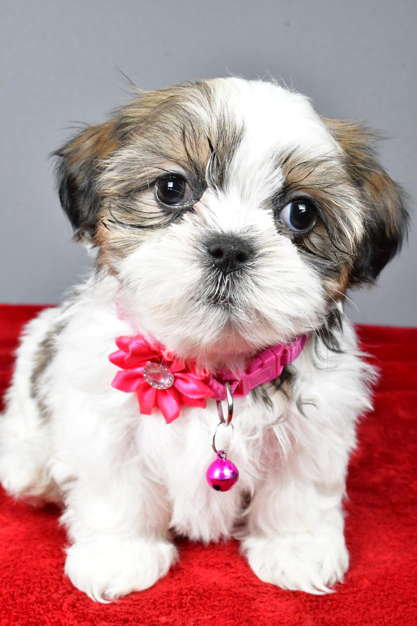 Miss Cassidy The Shihtzu - Image 3