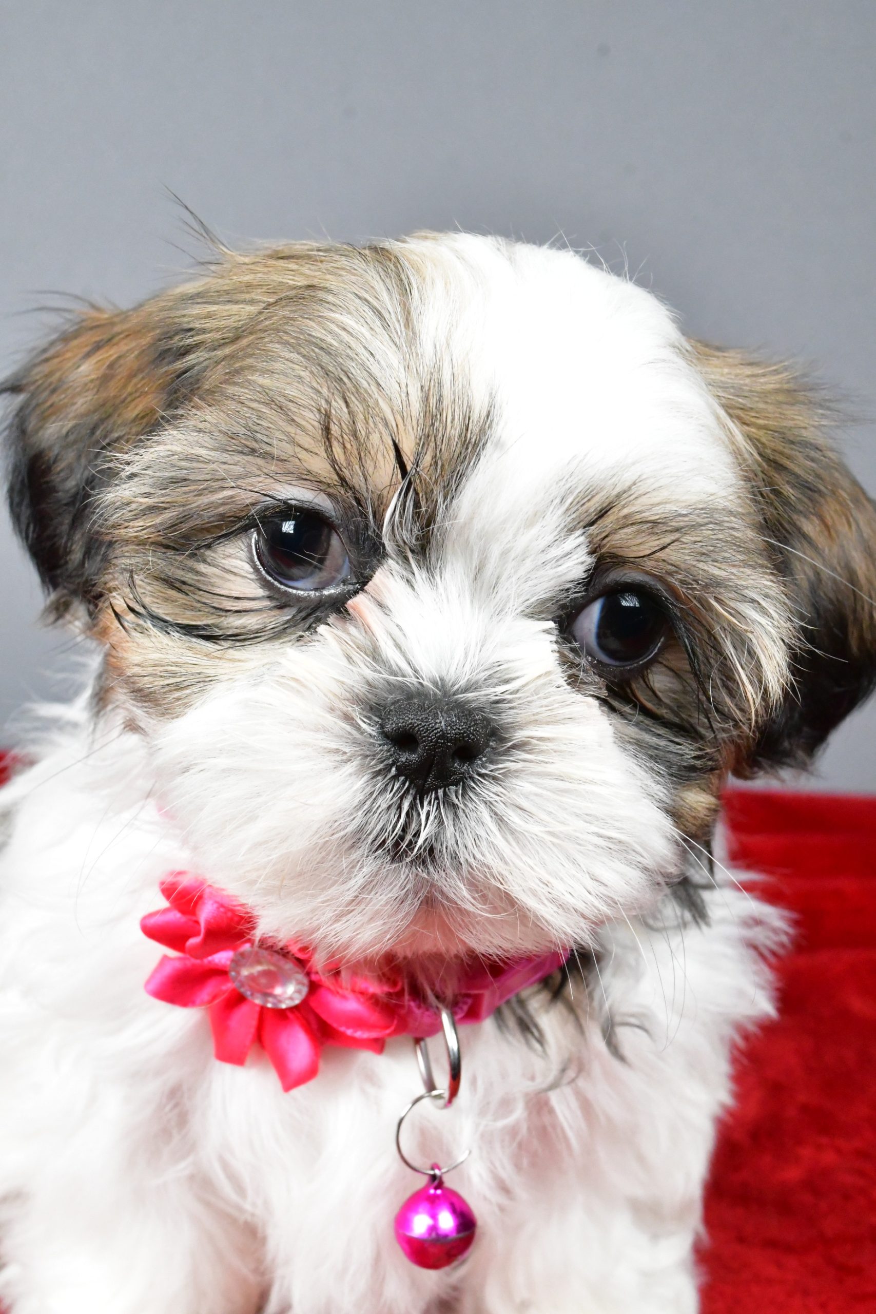 Miss Cassidy The Shihtzu - Image 2