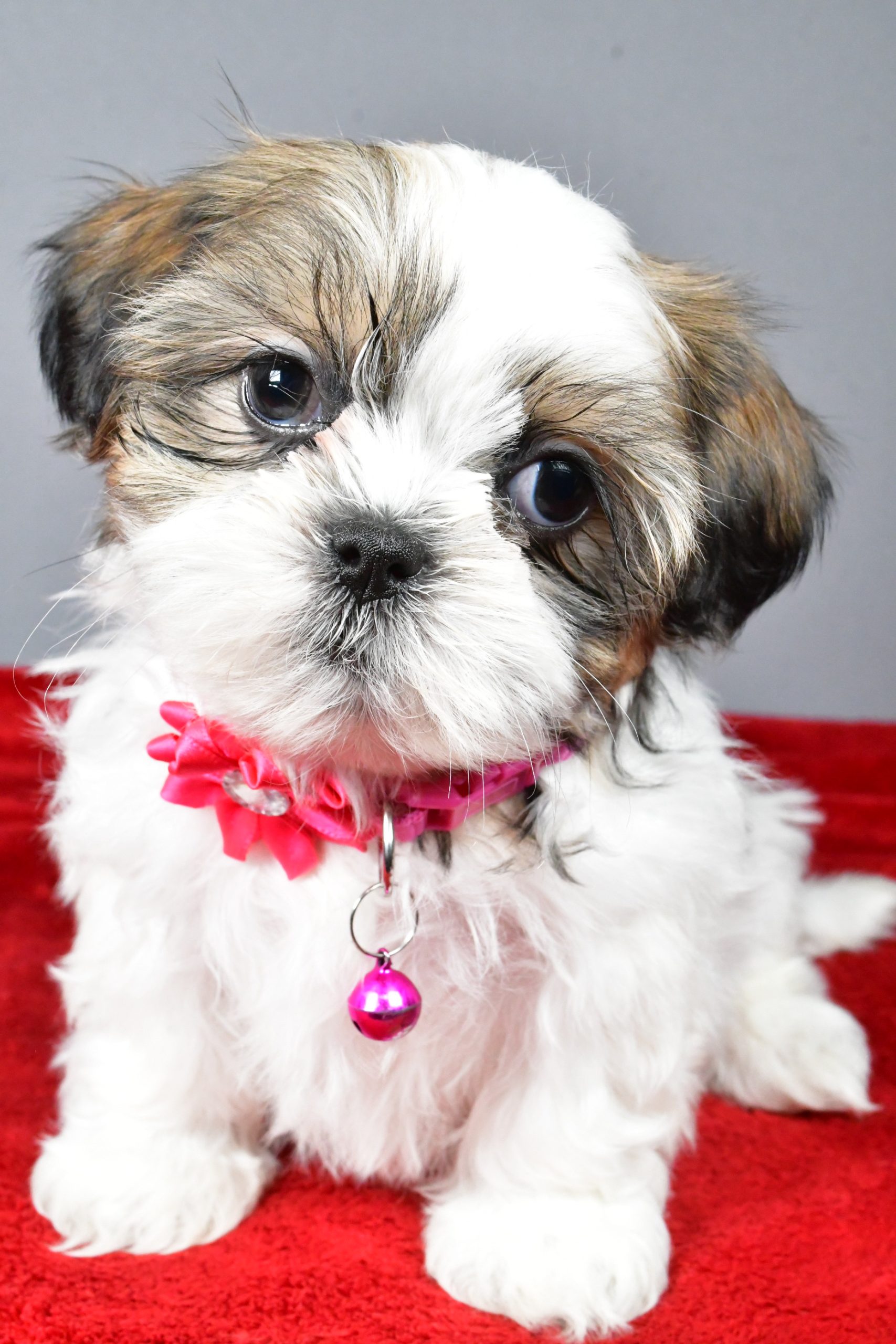Miss Cassidy The Shihtzu