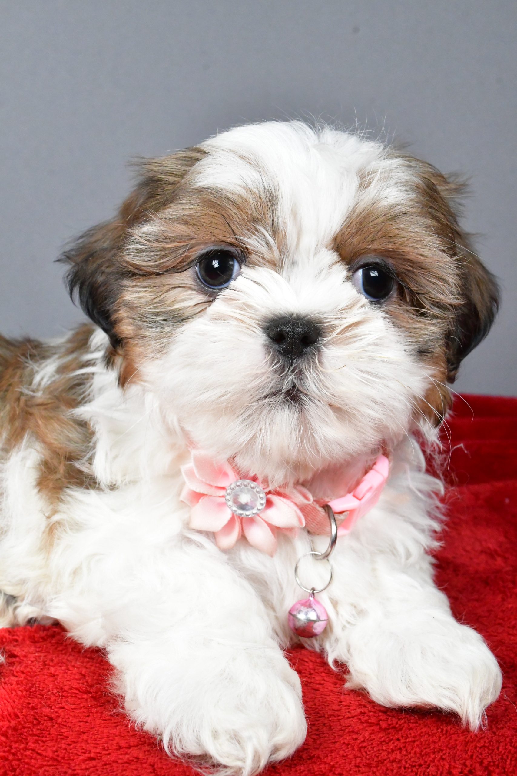 Miss Candace The Shihtzu - Image 7