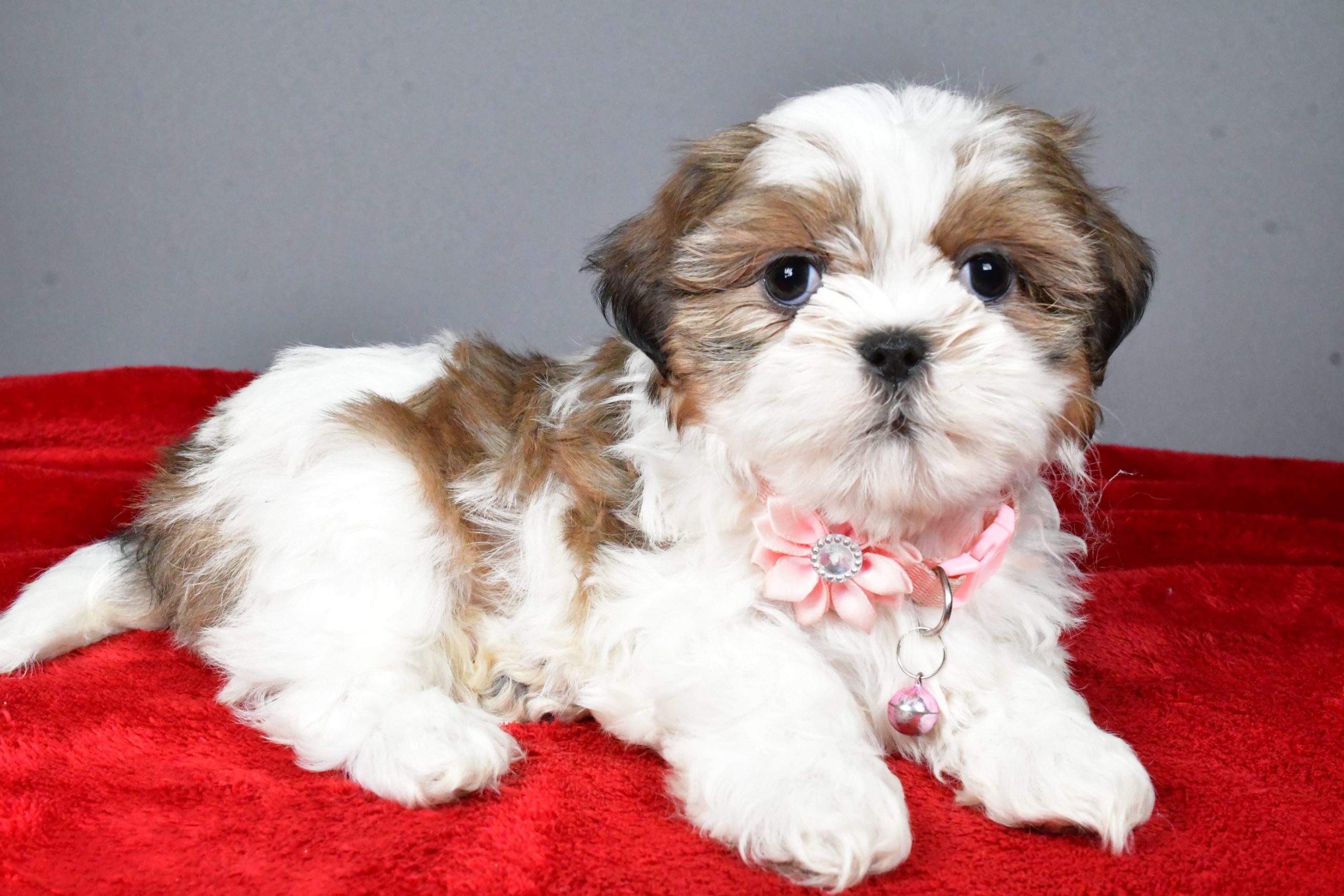 Miss Candace The Shihtzu - Image 8