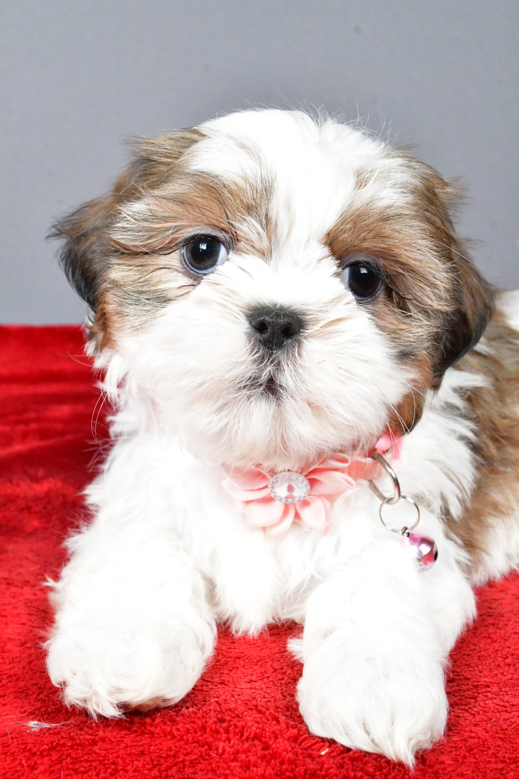 Miss Candace The Shihtzu - Image 5