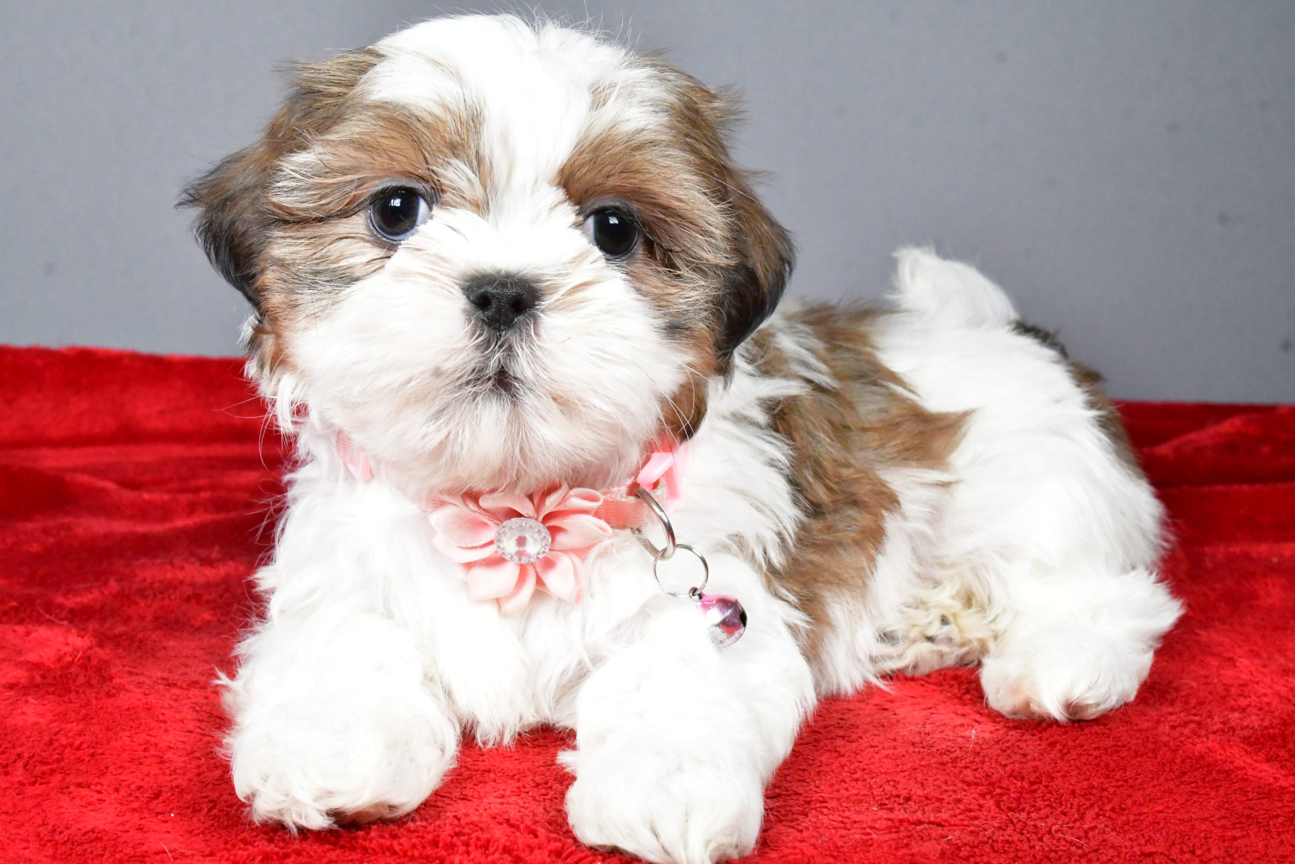 Miss Candace The Shihtzu - Image 9