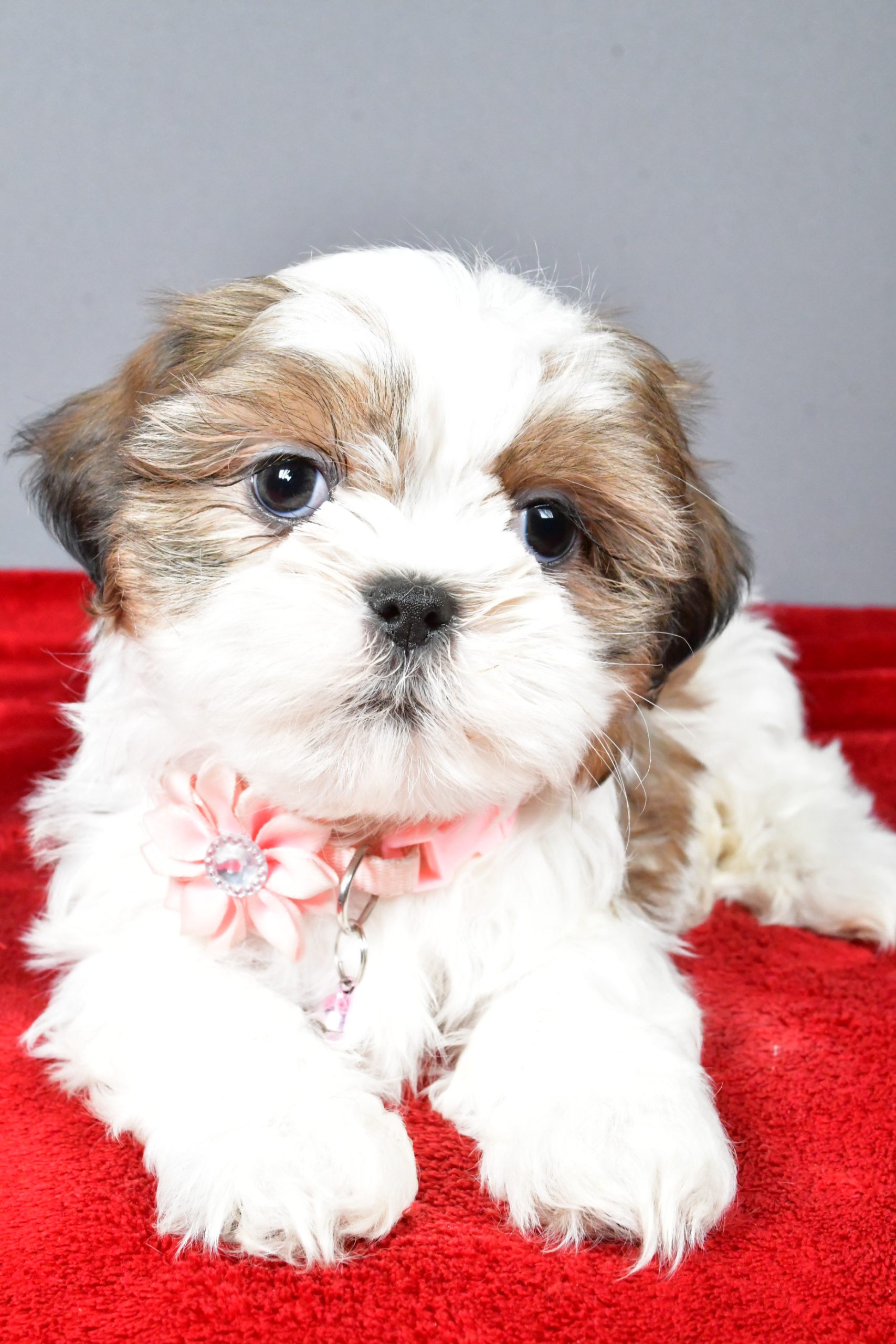 Miss Candace The Shihtzu - Image 6