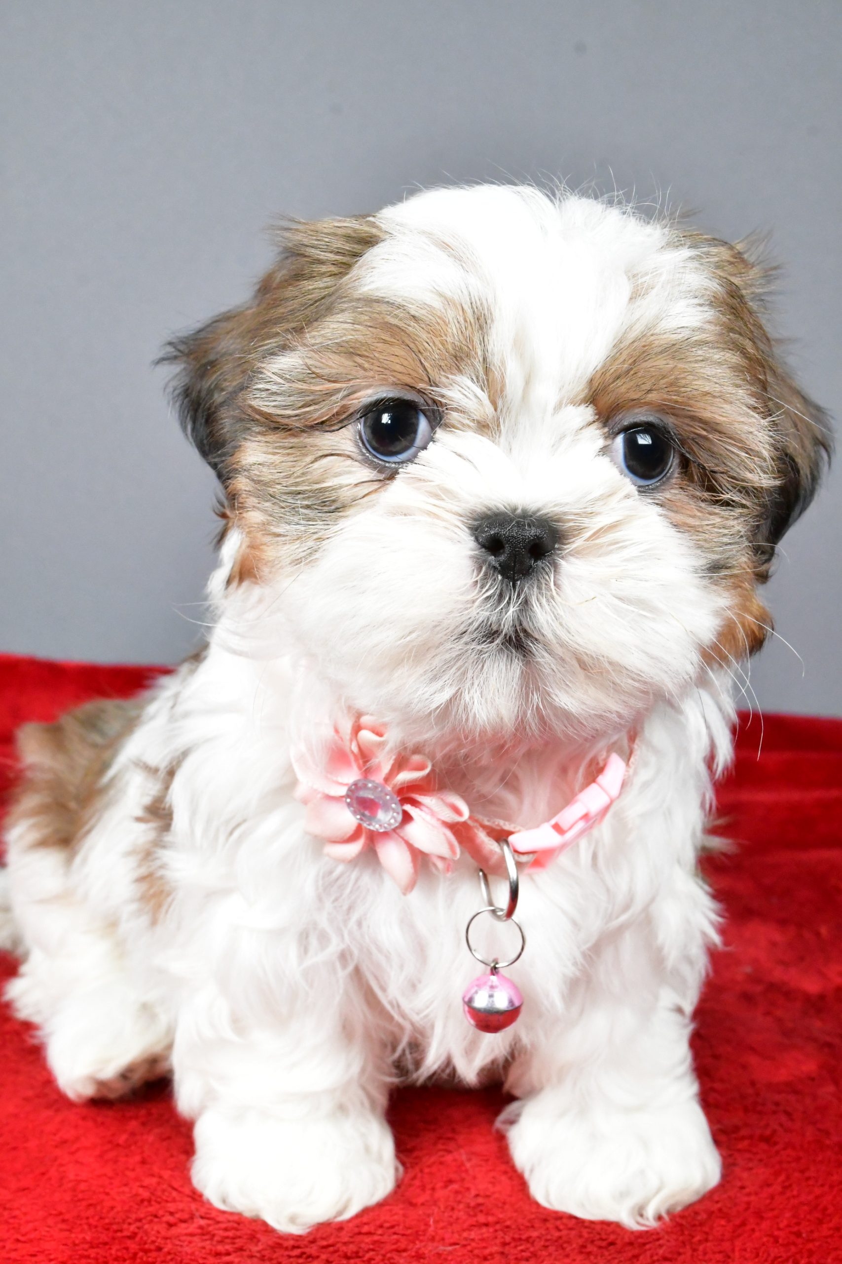 Miss Candace The Shihtzu - Image 4