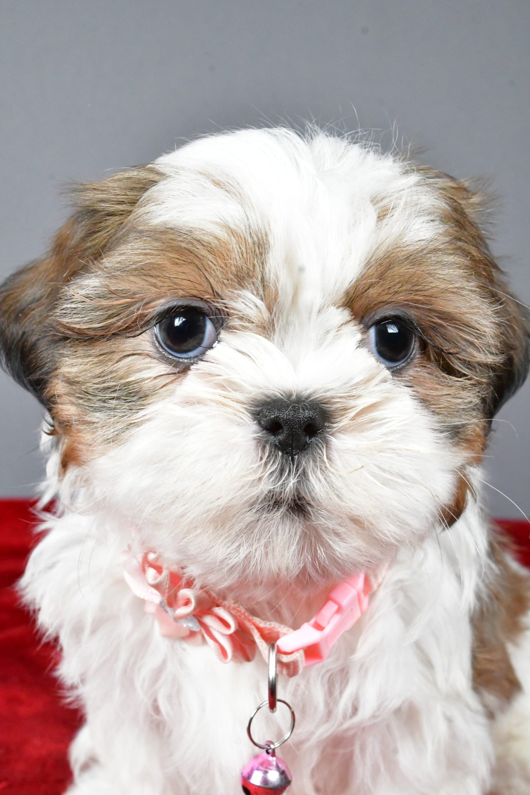 Miss Candace The Shihtzu - Image 3