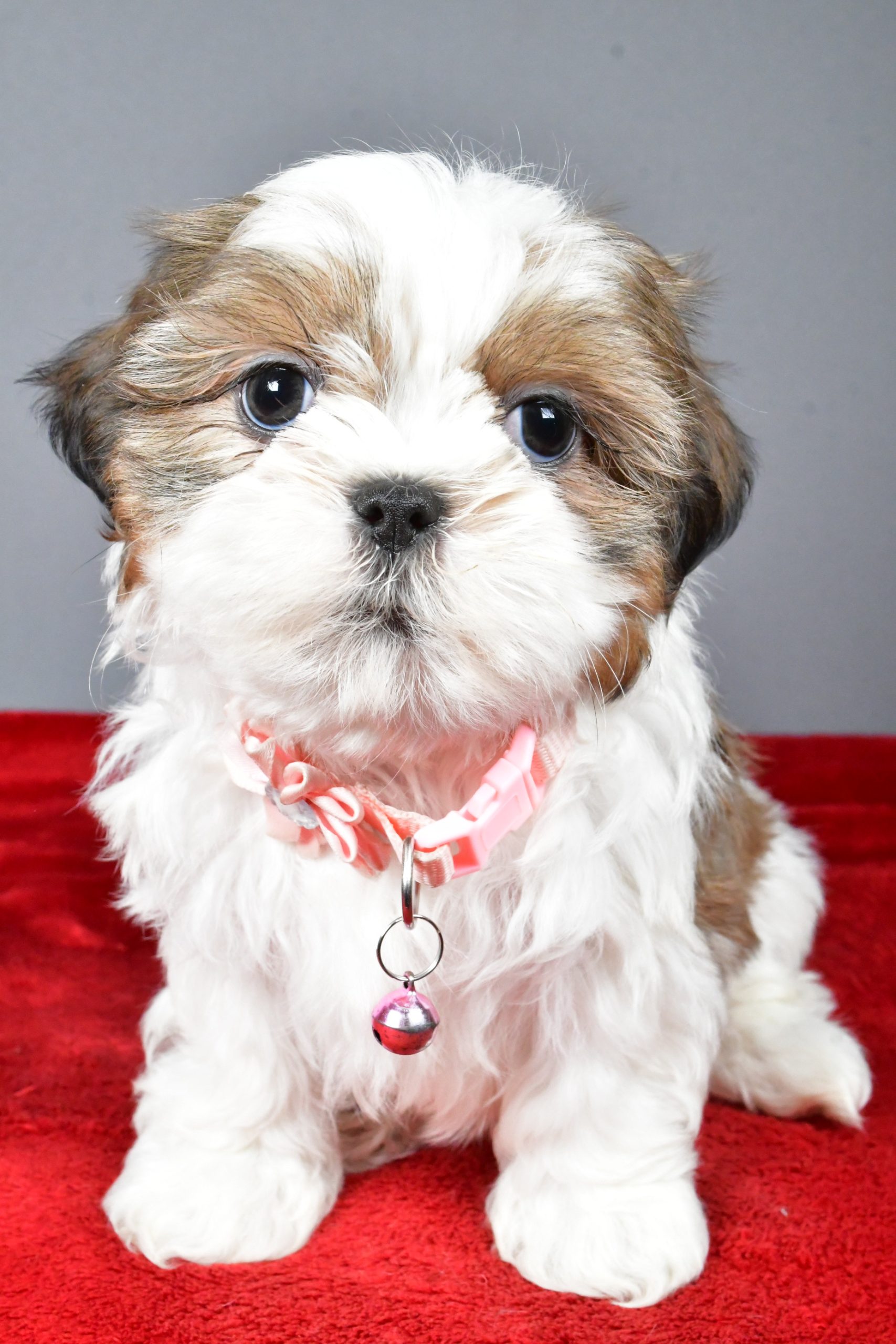 Miss Candace The Shihtzu - Image 2