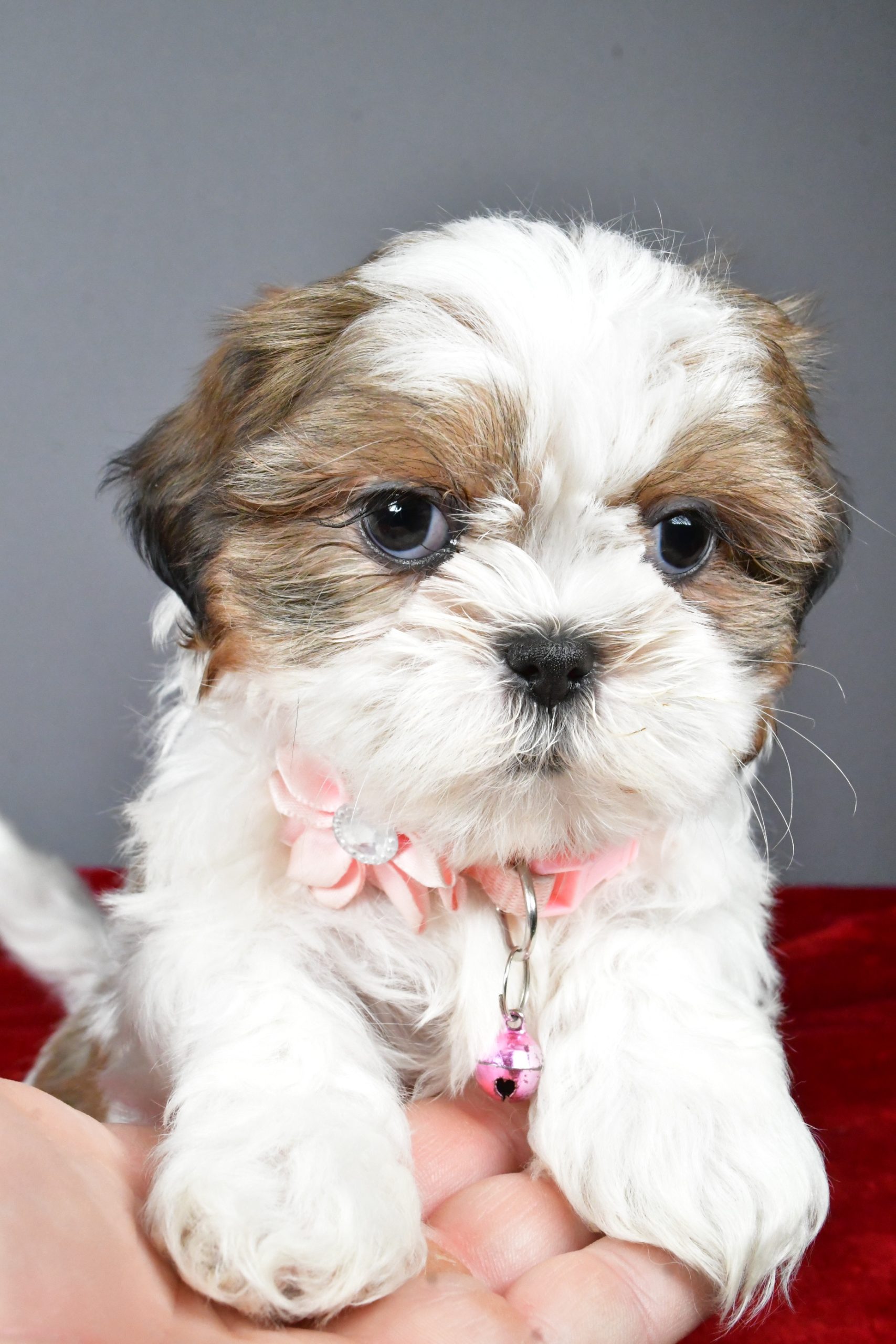 Miss Candace The Shihtzu